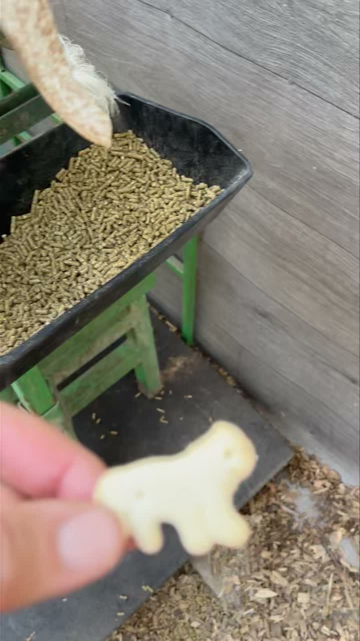 Gardenias favorite treat is animal crackers:)