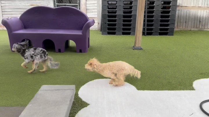 #DoggieShrink #SundayDogs #DogDayFun #BergenCountyDogs #NJDogLovers