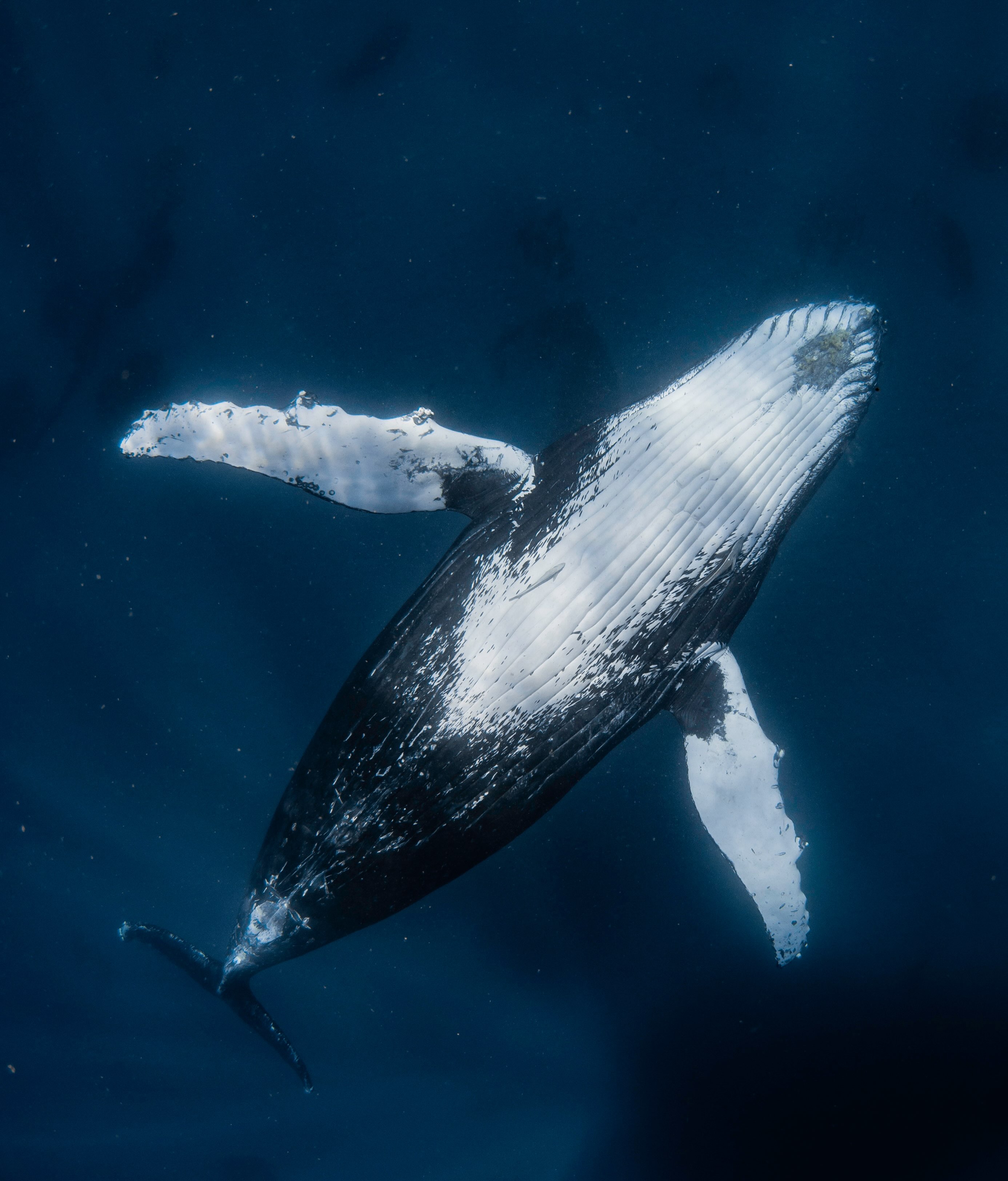 Let’s talk about something pretty special that happened on our Coral Bay Exclusive tour!
This curious humpback whale decided to spend some time with us after the boat was switched off. It cruised alongside us, lifted its head from the water as if to say hello, rolled beneath the boat and seemed just as curious about us as we were about it.
Our photographer leaned over the side with the camera and captured these moments from the boat! no fancy tricks, just a truly unforgettable interaction.
If this is anything to go by, we can’t wait for whale watching season to officially kick off in August. 🐋💙
Sometimes nature gives you moments you could never plan for.
Amazing @beclaidlaw.photography 💙