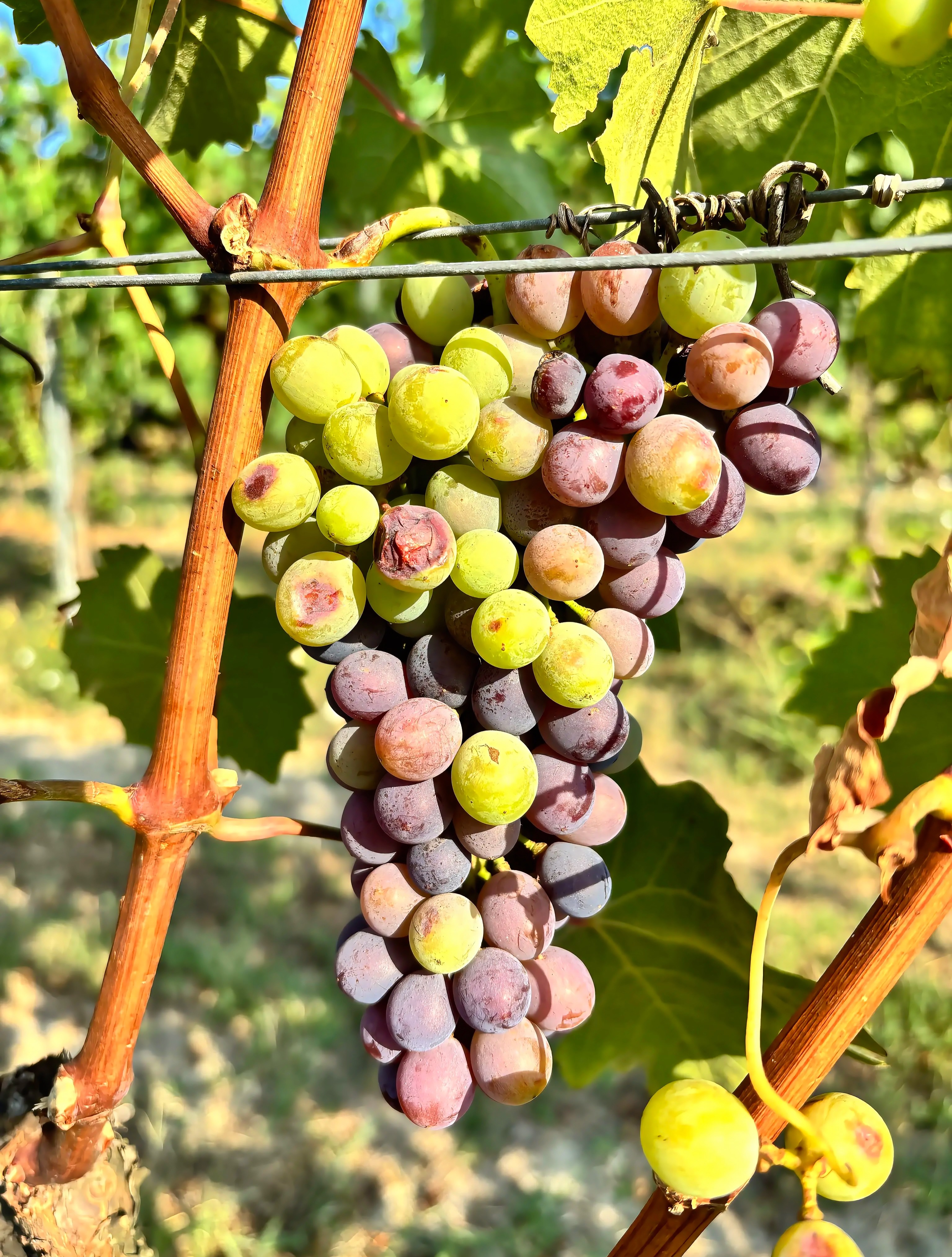 🍇 Vine Watch
The vines aren’t slowing down.
With another stretch of intense summer heat across Piemonte, the grapes are ripening faster than usual, putting us on track for an earlier harvest than expected.
Now comes the part that keeps every winemaker watching the forecast. When is the perfect moment to pick? Harvest too early and the fruit isn’t quite ready. Wait too long and sugar levels climb quickly in the heat, changing the balance of the wine.
It’s a season that demands patience, careful monitoring and plenty of early morning vineyard walks. Every decision over the coming weeks will help shape the wines in your glass.
Harvest is getting closer… and we’ll be bringing you along every step of the way. 🍷
.
.
.
#piemonte #piemontewine #vinewatch #italianwine #vineyardlife