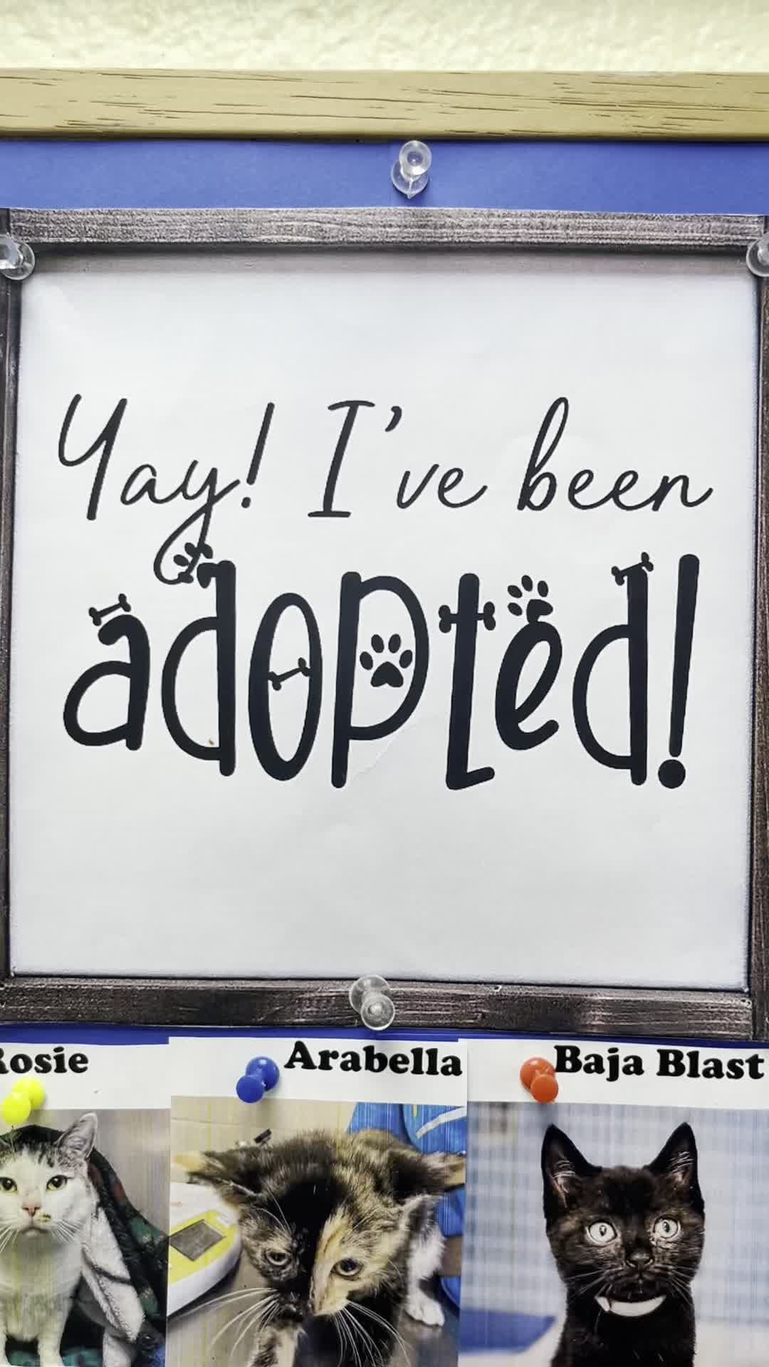 76 adoptions!!
Thank you to everyone who adopted their new family member!! We would love to see pictures of them settling into their homes.