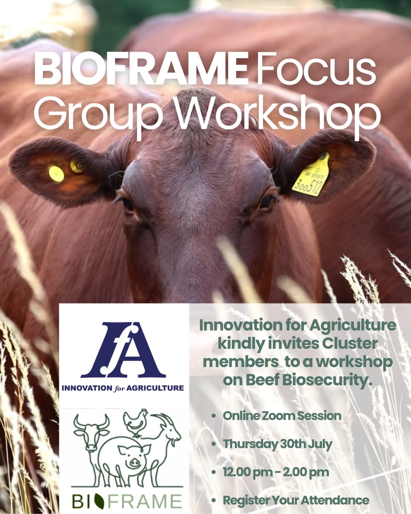 Missed the June workshop or couldn’t make it on the day?
There’s now another opportunity to get involved.
@innovation_for_agriculture is inviting Cluster members and those listed on our Directory to join an online Zoom focus group, hosted in collaboration with the University of Nottingham.
This interactive session is looking for non-intensive beef farmers and vets to share their experiences of existing biosecurity guidance, helping shape future advice for livestock farmers.
They are particularly keen to hear from beef cattle farmers whose cattle are unhoused for at least six months of the year.
The workshop forms part of BIOFRAME, a research project led in the UK by the University of Nottingham and Innovation for Agriculture. The project aims to improve how biosecurity guidance is designed and delivered for animal farmers in non-intensive sectors, including extensive grazing and low-input systems.
✔️ Join online via Zoom
✔️ £30 voucher for participants
✔️ Opportunity to contribute to important industry research
If you missed the June session, this is an excellent opportunity to have your voice heard and help inform future guidance for the sector.
Follow the link in our bio for more information and to register.
#InnovationForAgriculture #BIOFRAME #BeefFarming #LivestockFarming #Biosecurity