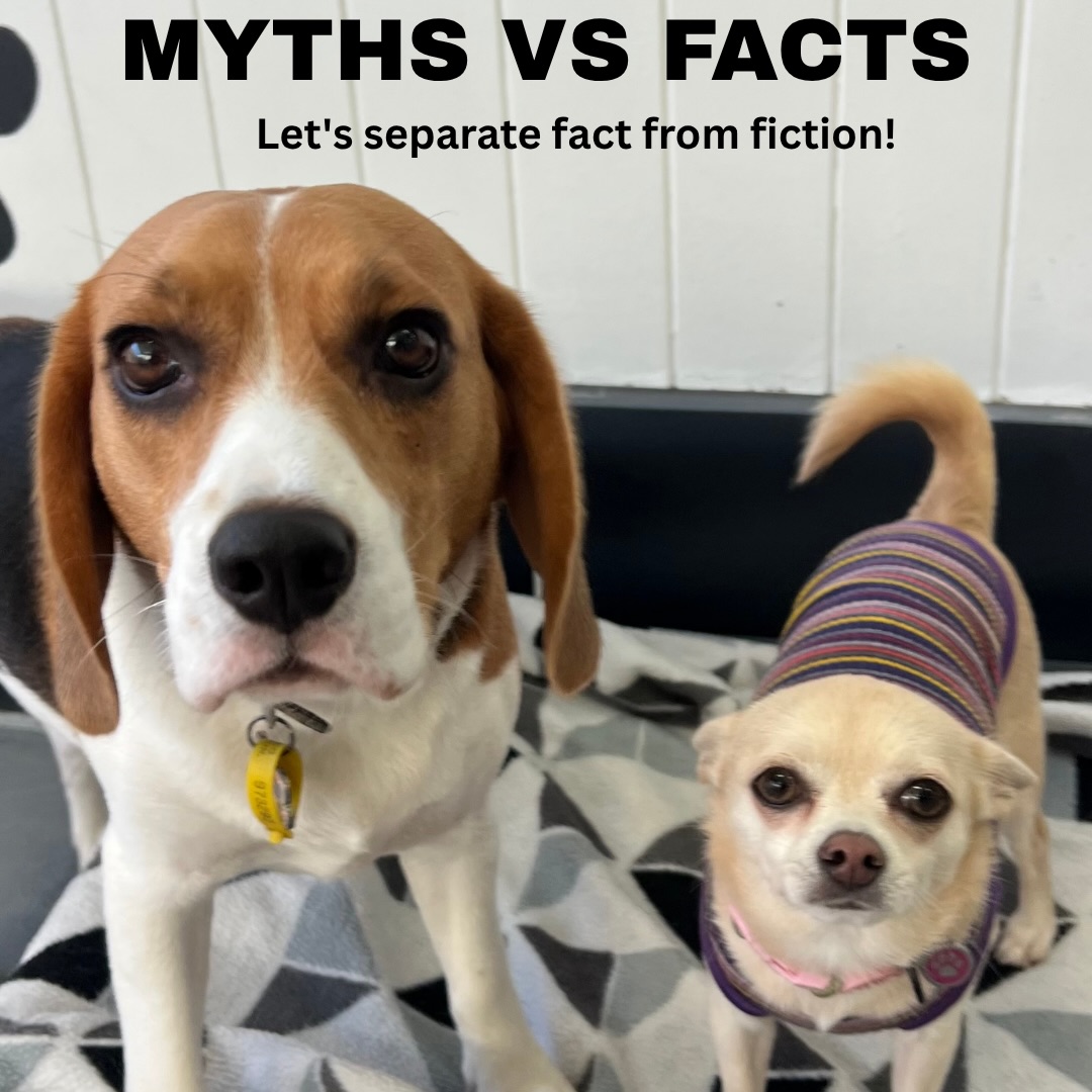 🐾 Doggy daycare has changed a lot over the years, but there are still plenty of myths out there!
Here are a few of the ones we hear most often.
At Gold Coast Doggy Daycare, our focus isn’t on keeping dogs busy from morning until afternoon, it’s on creating a balanced day that’s safe, enriching and enjoyable for every dog.
That means:
💙 Matched play groups
💛 Plenty of enrichment and social interaction
💙 Two scheduled rest periods every day
💛 A routine that supports both physical and mental wellbeing
When dogs have the right balance of play, rest and positive experiences, they head home happier, more relaxed and excited to come back.
#GoldCoastDoggyDaycare #DoggyDaycare #DogBehaviour #GoldCoastDogs #HappyDogs