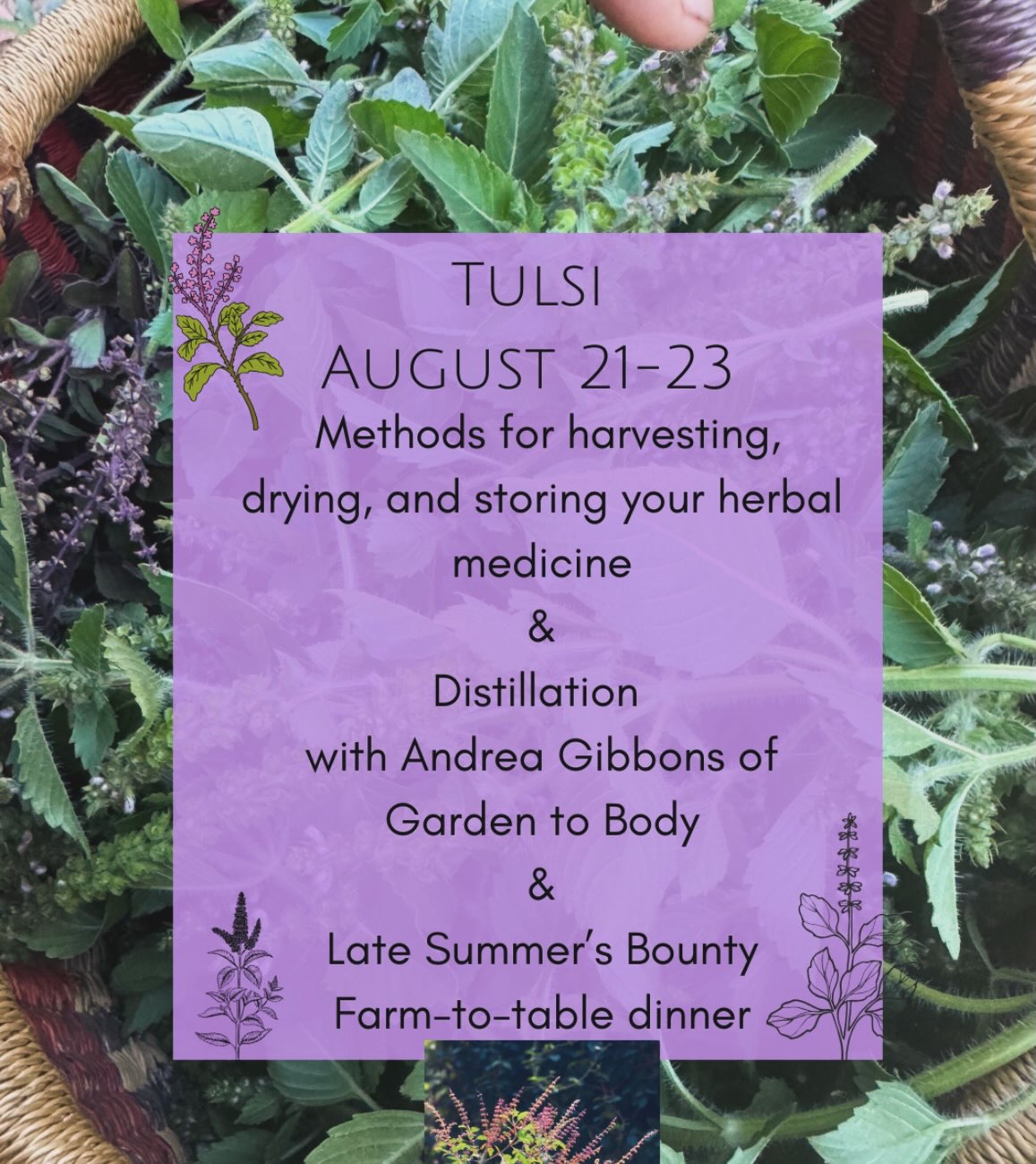 Golden sunflowers towering over the garden, the tulsi bed buzzing with the honeybee’s delight, dahlias so big they’re falling over, and the I can barely keep up with it all. The sweetness of these long summer days fill my cup☀️
We’re hard at work preparing the land for our August Seed to Bottle gathering where together we will harvest from the tulsi bed and journey through a full day of distillation with Andrea from @gardentobody. If you’ve ever experienced the magic of fresh tulsi, you know this will surely be unforgettable ✨
We’ll discuss harvesting practices, cultivation and ethical wild crafting, and learn how to properly dry and store our herbal medicine for later use 🌱
Our farm-to-table dinner will showcase the abundance of the late summer garden and all its glory
🌽 🥒🥕🫛🍑
Link in bio for tickets 🎟️