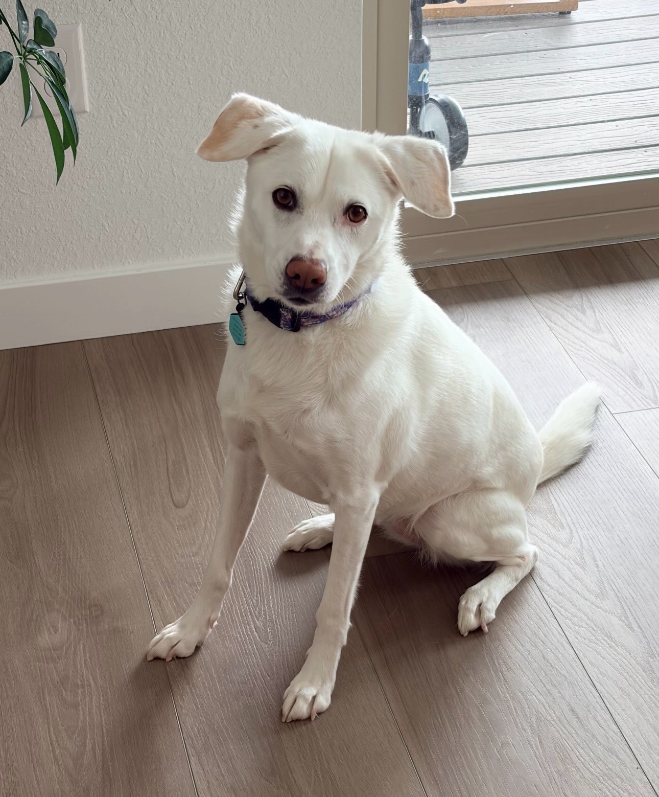 Pup of the day: Zoey, 6.5 years old. 💛
The sweetest girl is looking for her forever home! Zoey is the perfect mix of playful and chill — always up for an adventure, but just as happy curling up with her people at the end of the day. She’s amazing with all ages, because when you’ve got this much zest for life, age is just a number! ✨
Zoey was adopted 6 years ago and has spent that time with a wonderful family. Now their circumstances have changed, and they want what’s best for zoey a home with a yard and plenty of room to run and play.🏡
Zoey is a total social butterfly 🦋 with other pups, especially when there’s a good game of chase involved! Right now she lives with young kids and does amazing with them, totally kiddo approved!! Zoey knows her basic commands and is generally easy on leash (just a little pulling, very manageable, typical lab energy!). One thing her new family will want to know: Zoey sees an open door as an invitation to adventure, so she’ll need some help learning to wait her turn before heading out.
She’s up to date on vaccines, spayed, and heartworm negative — happy, healthy, and ready for her next chapter. 💕
If you are already an approved adopter and want to meet or adopt Zoey, please contact your adoption coordinator. Or you can fill out an application at mhlrm.com