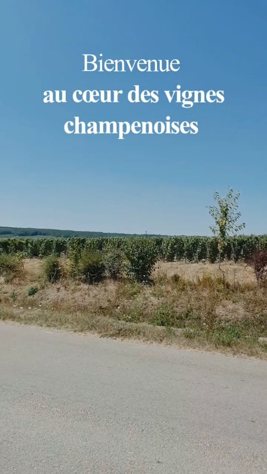 Bienvenue au cœur des vignes champenoises ! 🍇
Dès votre arrivée à @labellelongere, laissez-vous séduire par un environnement privilégié où la nature et la sérénité s’invitent à vos retrouvailles.
Un cadre chaleureux et convivial pour partager de précieux moments en famille ou entre amis ! 🥂
À très vite pour votre prochaine escapade sur www.labellelongere.com !