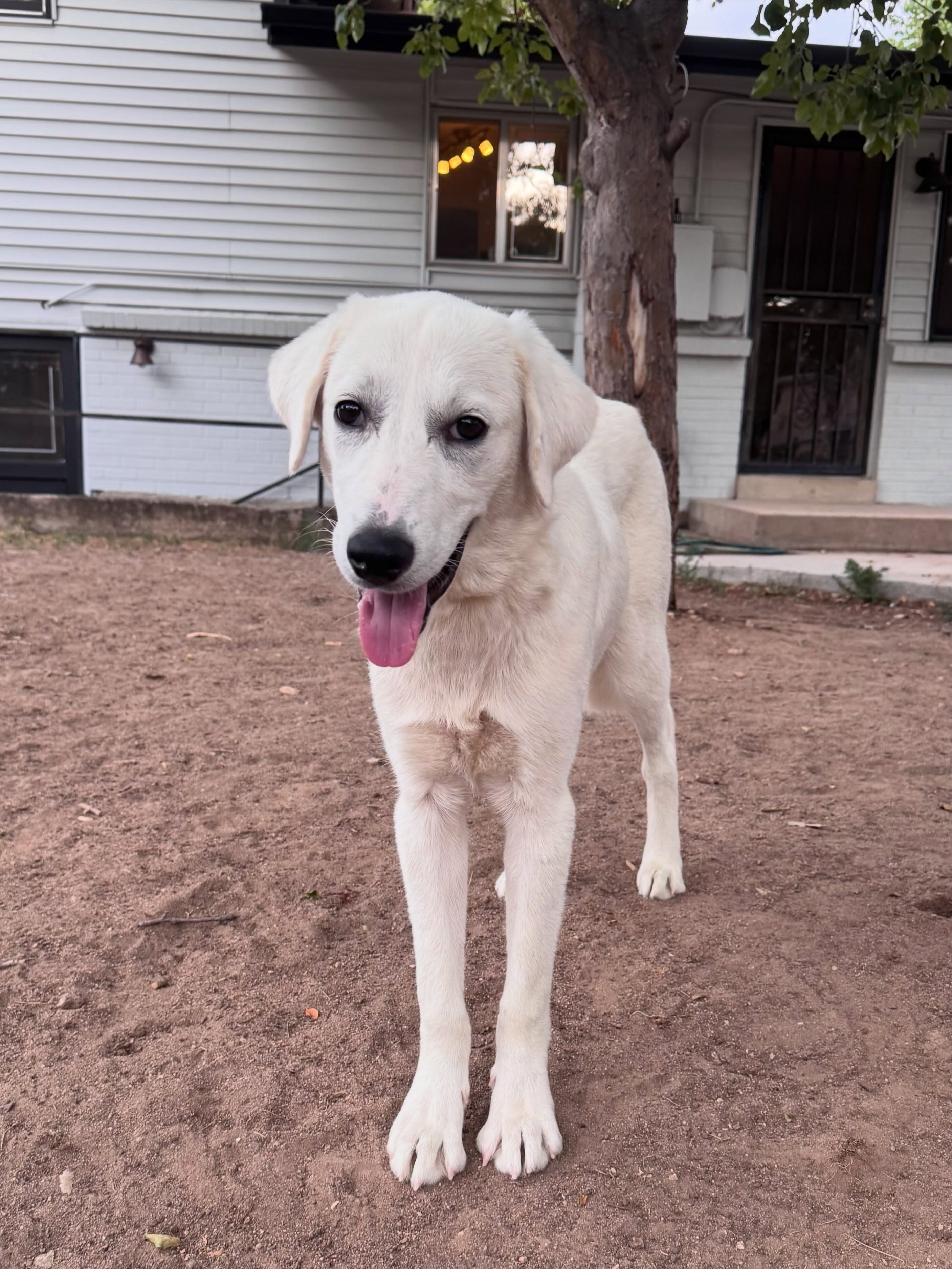 🐾Pup of the day: Liam, 8 months old.
Meet Liam! The happiest, cuddliest and goofiest pup around! Looking for a handsome and friendly dog to add your family?! Look no further! Liam is your guy and he’s ready for his forever home.🏡
From the flat lands of Alabama, all the way to the Rocky Mountains, Liam has been on quite the journey.🦮 He is happy-go-lucky and the perfect wannabe lap dog. Whether it’s with his foster siblings or his human best friends, Liam is ready to relax and cuddle at any time. Sure, he loves toys, BUT his love language is physical touch.🥰
Liam has got potty training and crate training down. He is friendly with animals of all kinds and is walking well on a leash. Have we mentioned he loves to cuddle? What a DREAM!
🔜 If you’re an approved adopter and want to meet Liam, reach out to your adoption coordinator! All others should complete an application online at MHLRM.com.