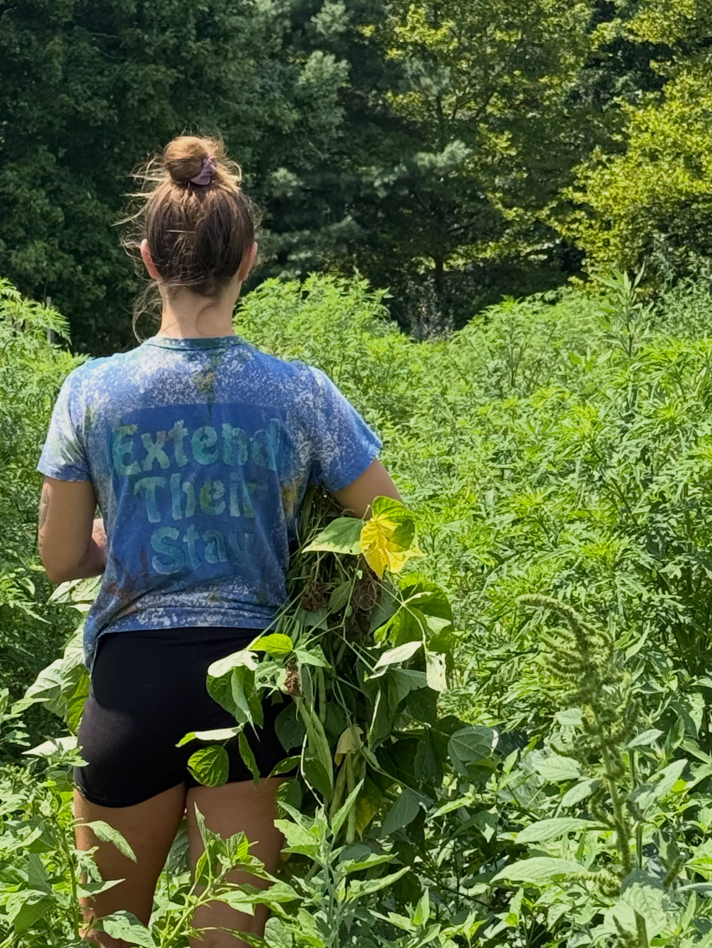 A visit to Mighty Dare Farm and Two River Mushrooms. Harvesting green beans for our upcoming cook and definitely going to grab some amazing mushrooms before heading back. #ExtendTheirStay #FarmFresh #OrganicFarming #SupportLocal #mushrooms