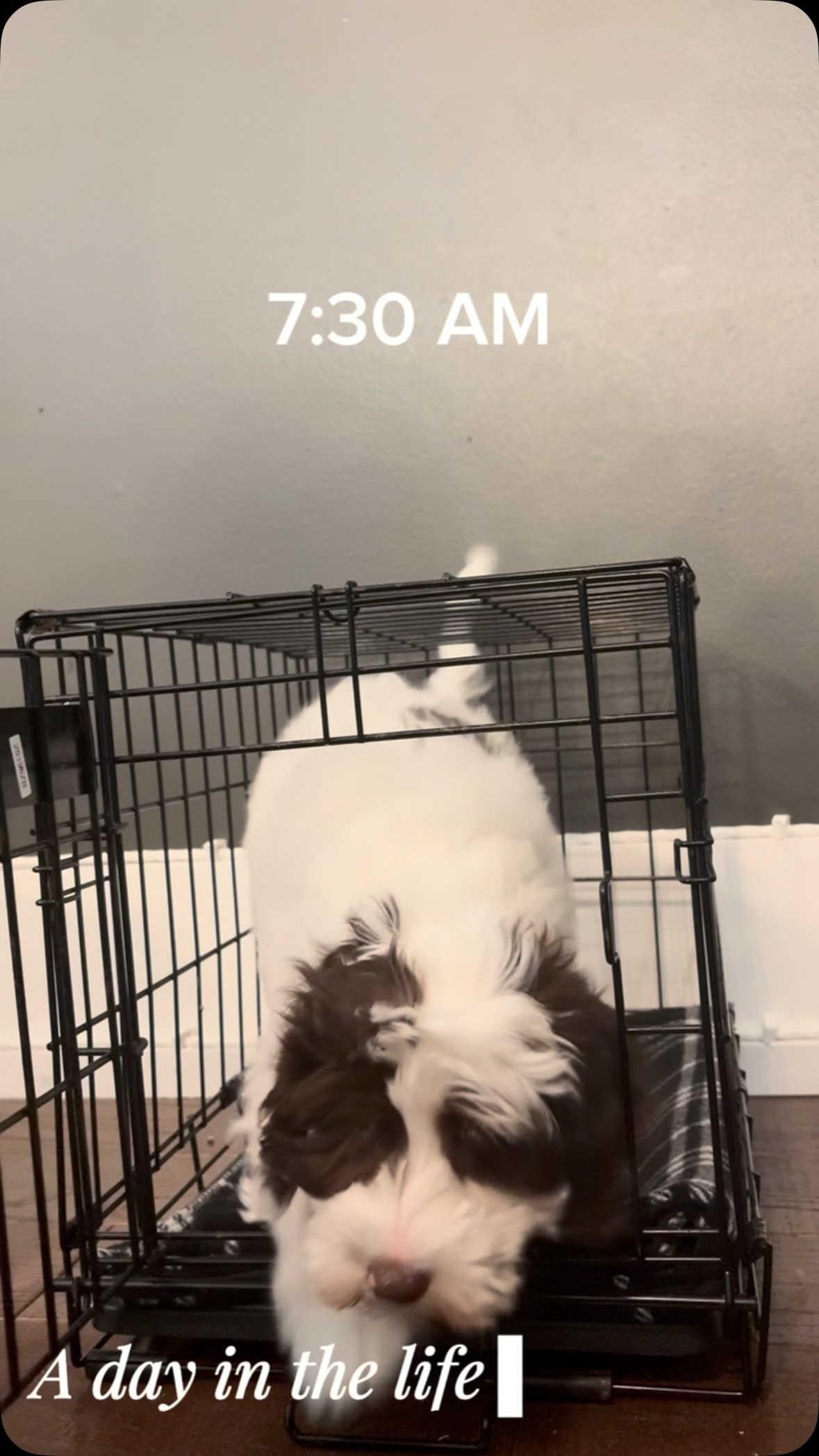 A little glimpse into a day in the life of Brooks. 🤎🐾
Play. Snuggles. Learning. Repeat. He’s the total package, and somehow he’s still waiting for his forever family.
Could Brooks be the one you’ve been looking for?
#southernmeadowsdoodles #australianlabradoodle #puppylove #betterbreedbydesign #miniaustralianlabradoodle