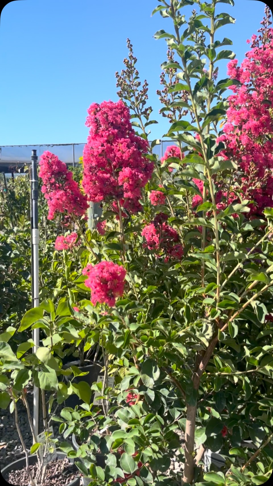 Come see what’s in bloom at @morrisnursery.
*Reminder* When the temperature is over 100 degrees, we typically close early to safeguard employees & customers. If you’re unsure what time we close, simply contact us at 209-527-5553.