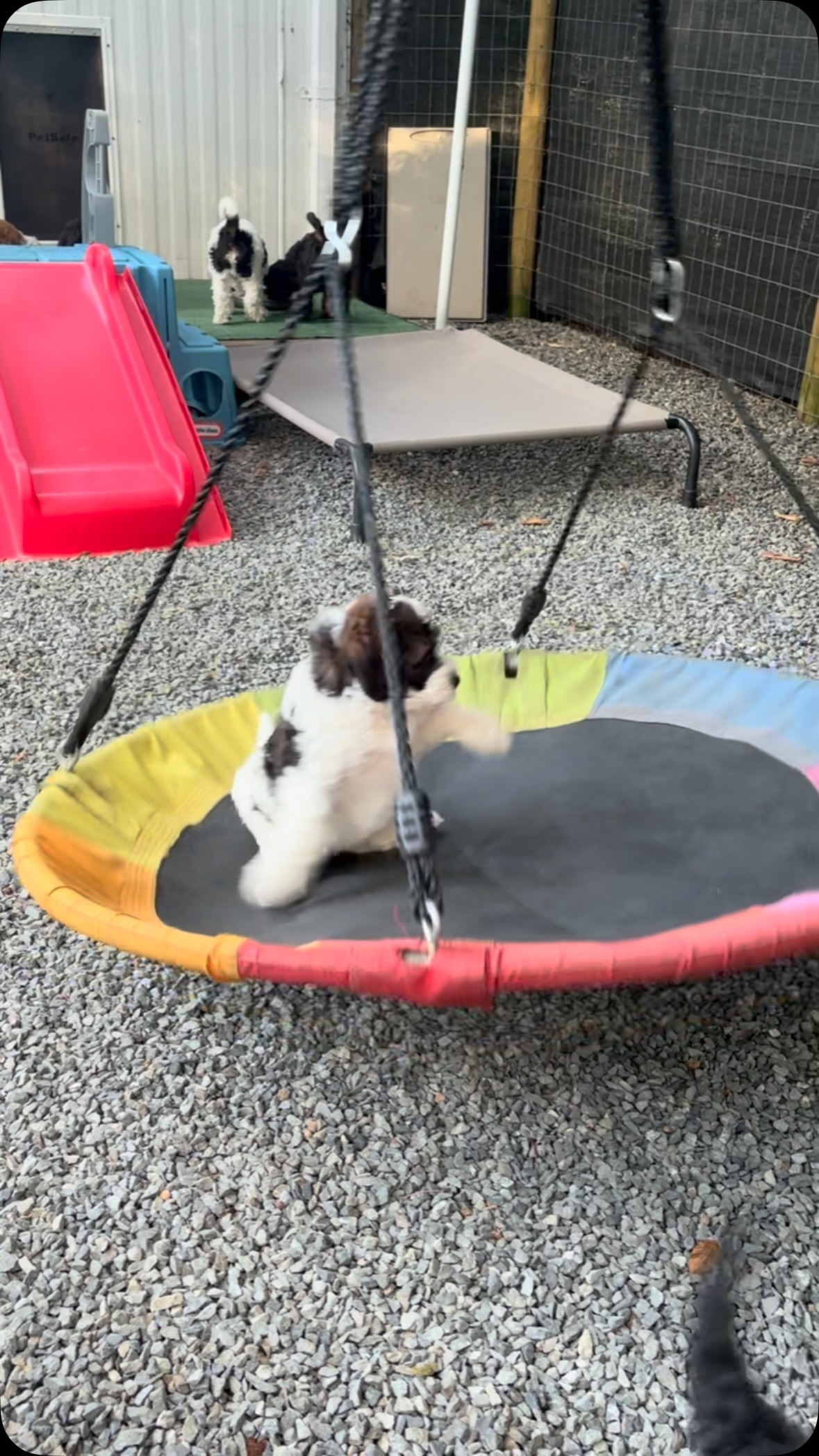 This isn’t just a fun toy for the pups, it’s also part of raising resilient confident family members! Our curriculum includes a variety of fun toys that help the munchkins adjust well to motion so the car, ferry, plane or whatever mode of transportation your family uses, is a breeze. ❤️
#puppycuriculum, #smartpuppy, #bernedoodle, #ethicalbreeder