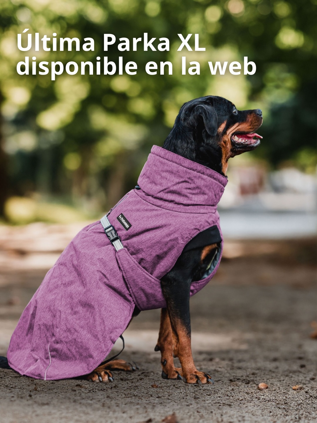 VENDIDA!
🚨 Última unidad XL disponible.
Ya solo queda 1 Parka Dry & Comfy talla XL disponible en la web.
✔️ Para perros de aproximadamente 25 a 60 kg
✔️ 100% impermeable
✔️ Interior térmico
✔️ Ajuste en cuello y cintura
✔️ Apertura para usar con arnés
Cuando se agote, no tendremos reposición este invierno.
👉 Encuéntrala en nuestra página antes de que se vaya.
(Enlace directo publicado en historias)
*el peso es aproximado, por favor mide a tu mascota
#Petlounge #perrosgrandes #Rottweiler #Labrador #PastorAlemán