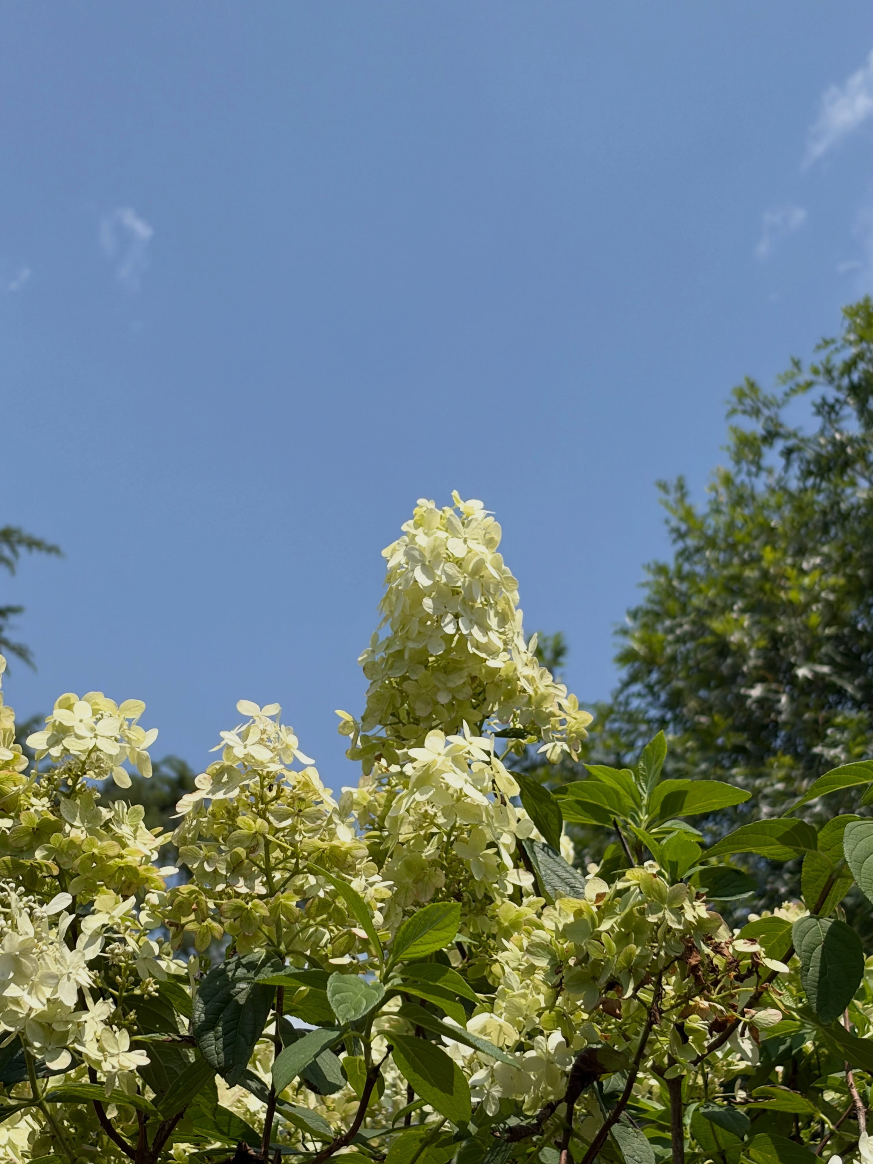 Itโs not too late for perennials๐ชป #groffs #groffsnursery #perennials #gardening #southjersey