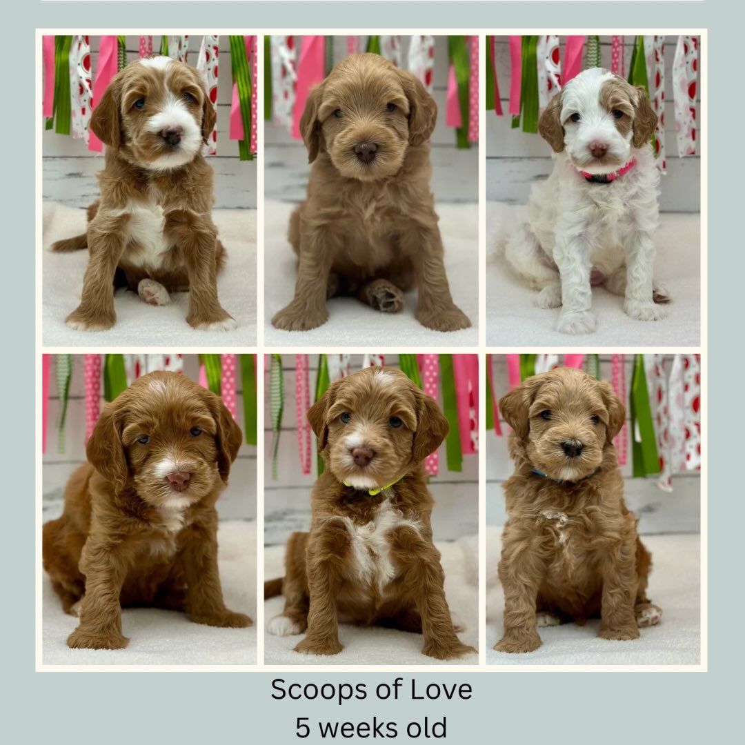 Five weeks of sweetness. 🍦🤍
Brie and Enzo’s Scoops of Love litter is growing, exploring, and discovering the world a little more each day. Their little personalities are starting to shine, and every day with them is such a gift. We can’t wait to watch them continue to grow over the next few weeks. 🐾💕
.
.
.
#alaalabradoodles #iwanticecream #ALD #foothillslabradoodles #cutepuppies