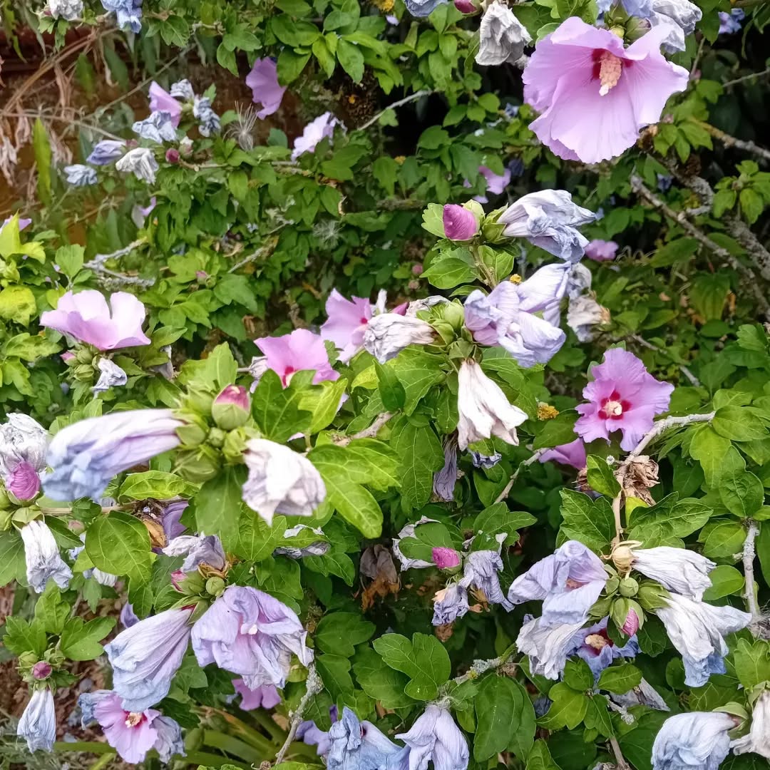 Fading hibiscus flowers stimulating my Impressionistic mood...