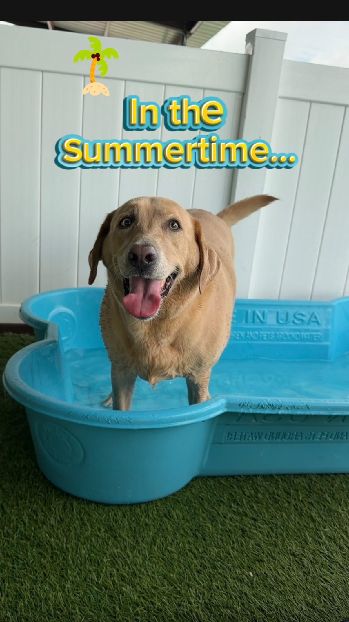 ๐ถ In the summertime, thereโs only one rule: have fun. โ๏ธ From pool splashes to cooling off under the mister, our campers know how to make the most of a sunny day. ๐ฆ๐พ #campcrittercare #southlakecrittercare #inthesummertime #dogpool #wetdog