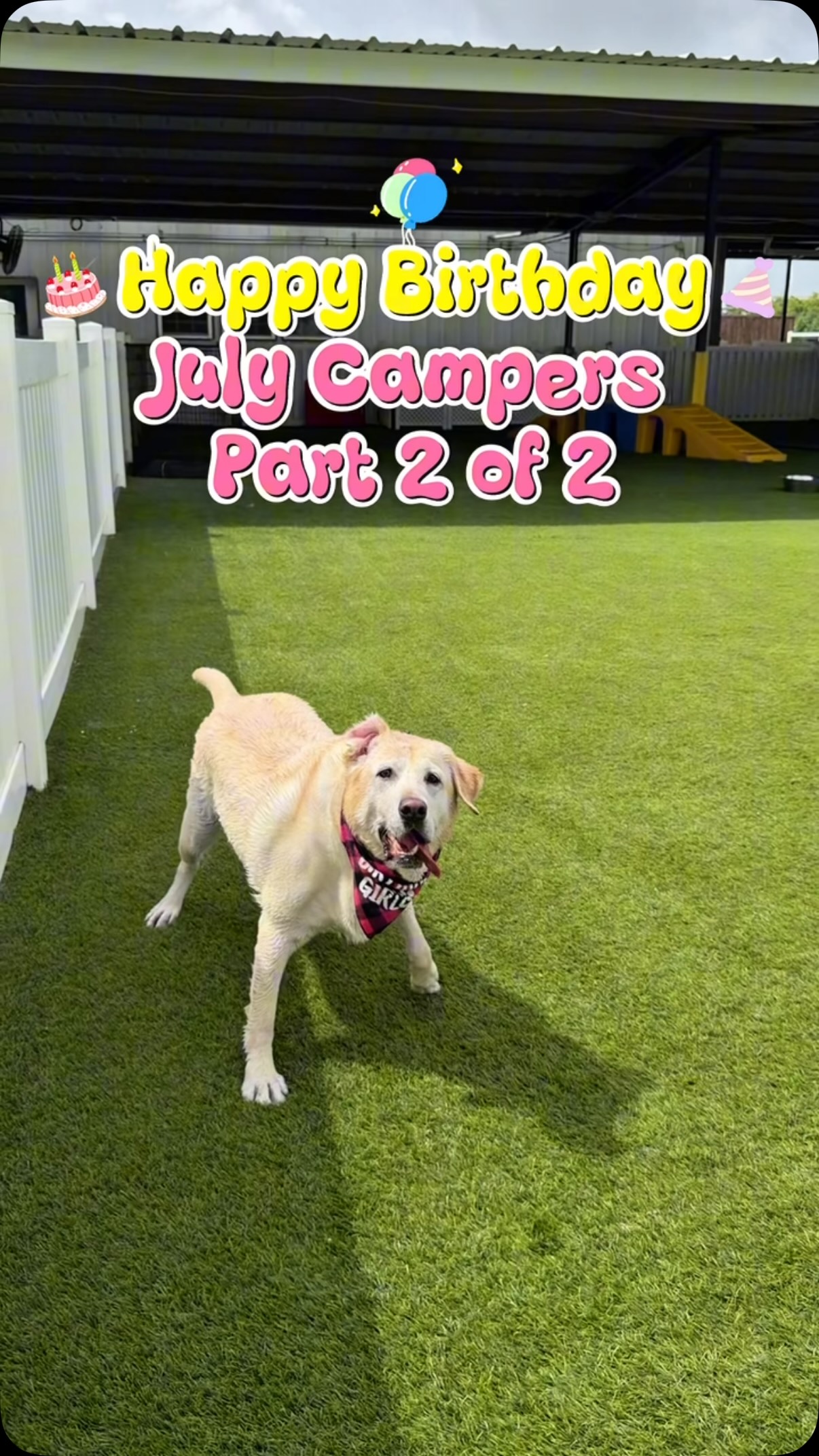 July birthdays were too big for just one reel! ๐๐๐พ Hereโs Part 2 of our birthday campersโhelp us give them all some extra birthday love! โค๏ธ๐ฅณ #campcrittercare #southlakecrittercare #happybirthday #julybirthdays #dogparty