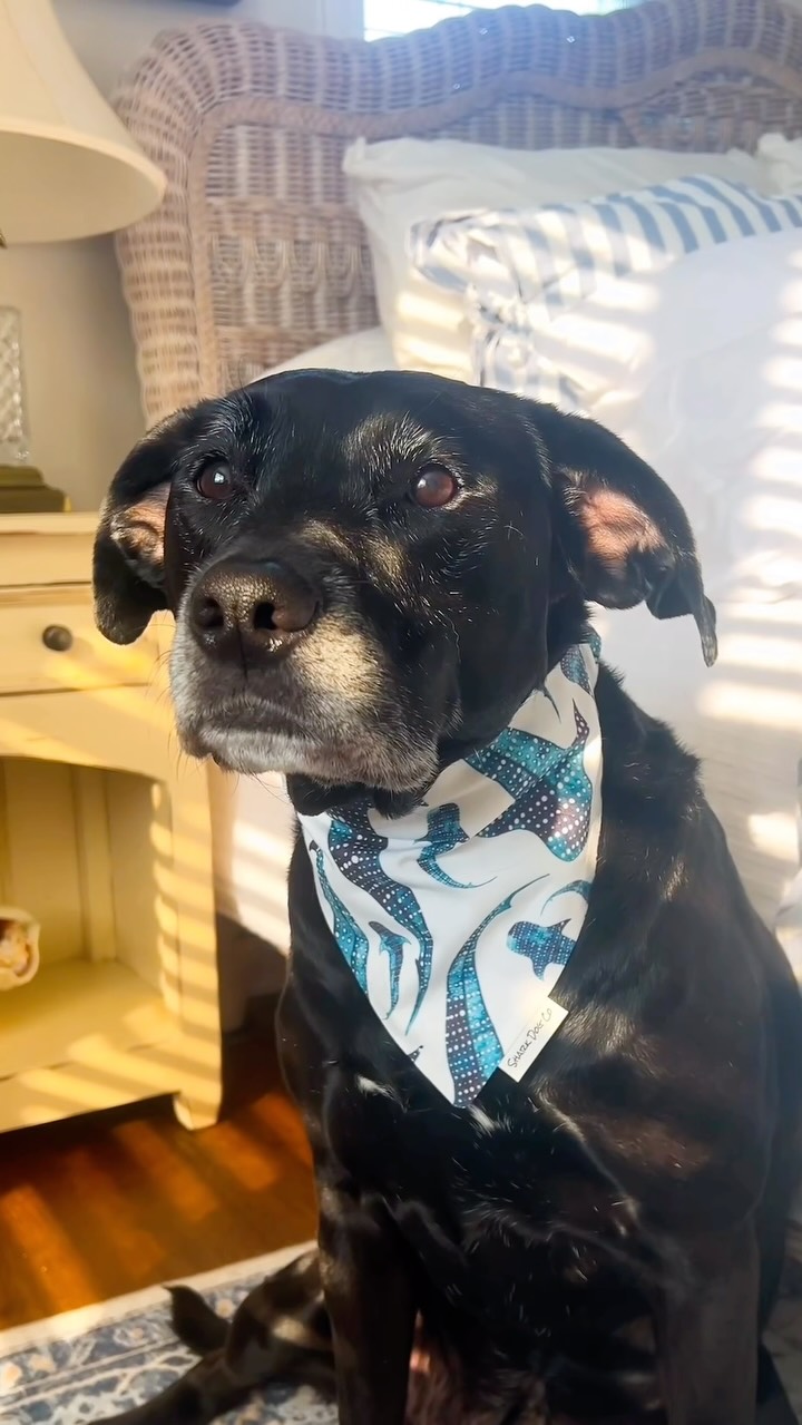 Shark Week outfit lineup 🦈💙
Because one shark bandana just isn’t enough for a Shark Dog.
#sharkdogco #unleashtheshark #sharkweek #scrunchiebandana #sharkdog