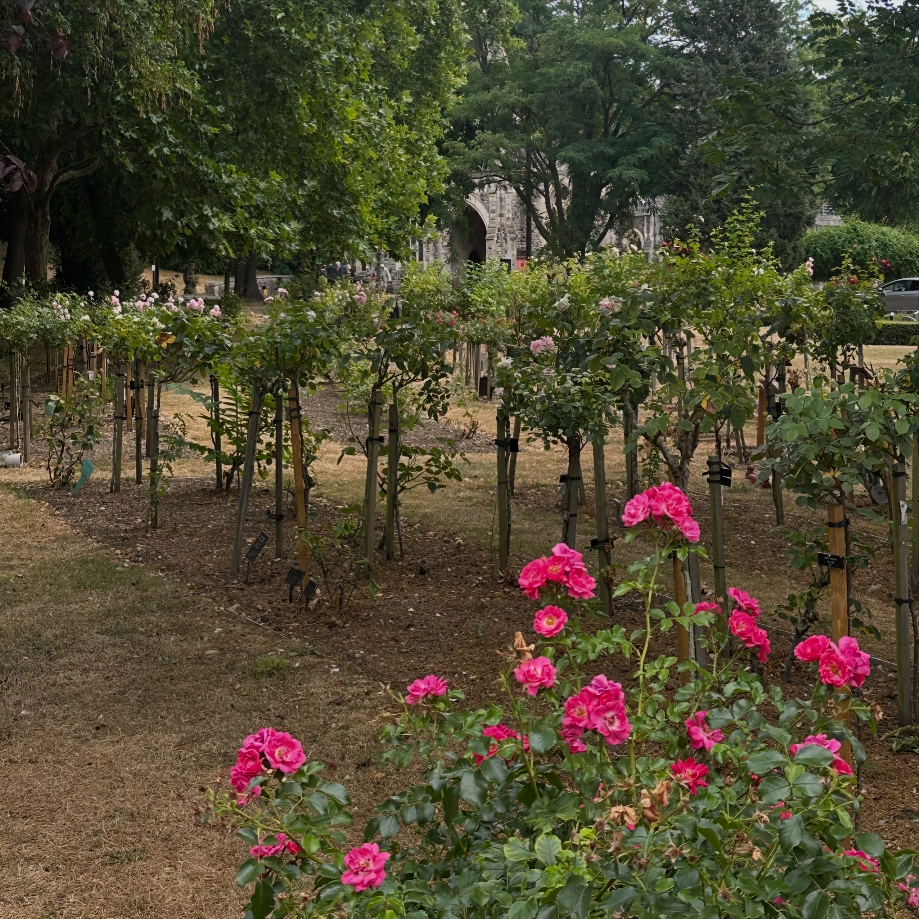 I was at Putney Vale Crematorium today to lead a service for someone far too young.
The last time I was there was over 20 years ago because it’s where my darling Mumma Lorna was cremated. So I wandered around the rose bushes where we scattered some of her remains to join her mother, my grandmother Hill. It was all very sad really - but as we all know, tears are healing. ❤️🩹