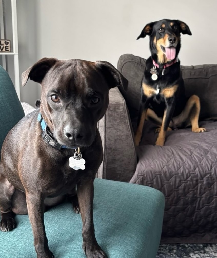 TWOday weβre celebrating both #twofortuesday AND #tongueouttuesday with two of our best pals: Shadow & Lily!! πΎπ