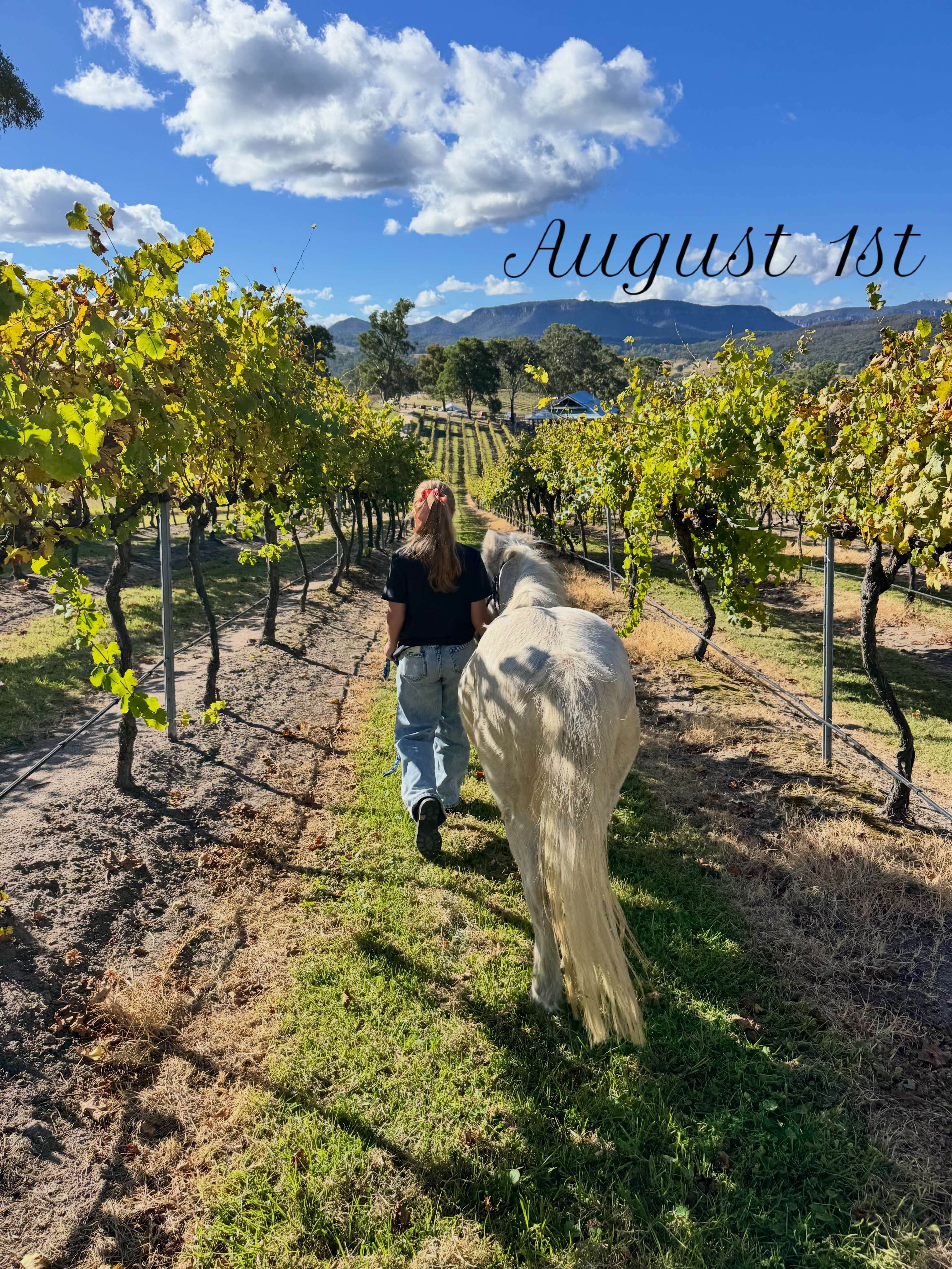 Happy Horse Birthday! Here’s Cheers 🥂 to the horses that bring special moments to our lives. Wishing every horse a happy, healthy year ahead—especially our much-loved four-legged friends here at Megalong Creek Estate. 🤍🍇
#HorseBirthday #August1 #MegalongCreekEstate #HorseLove #megalongvalley