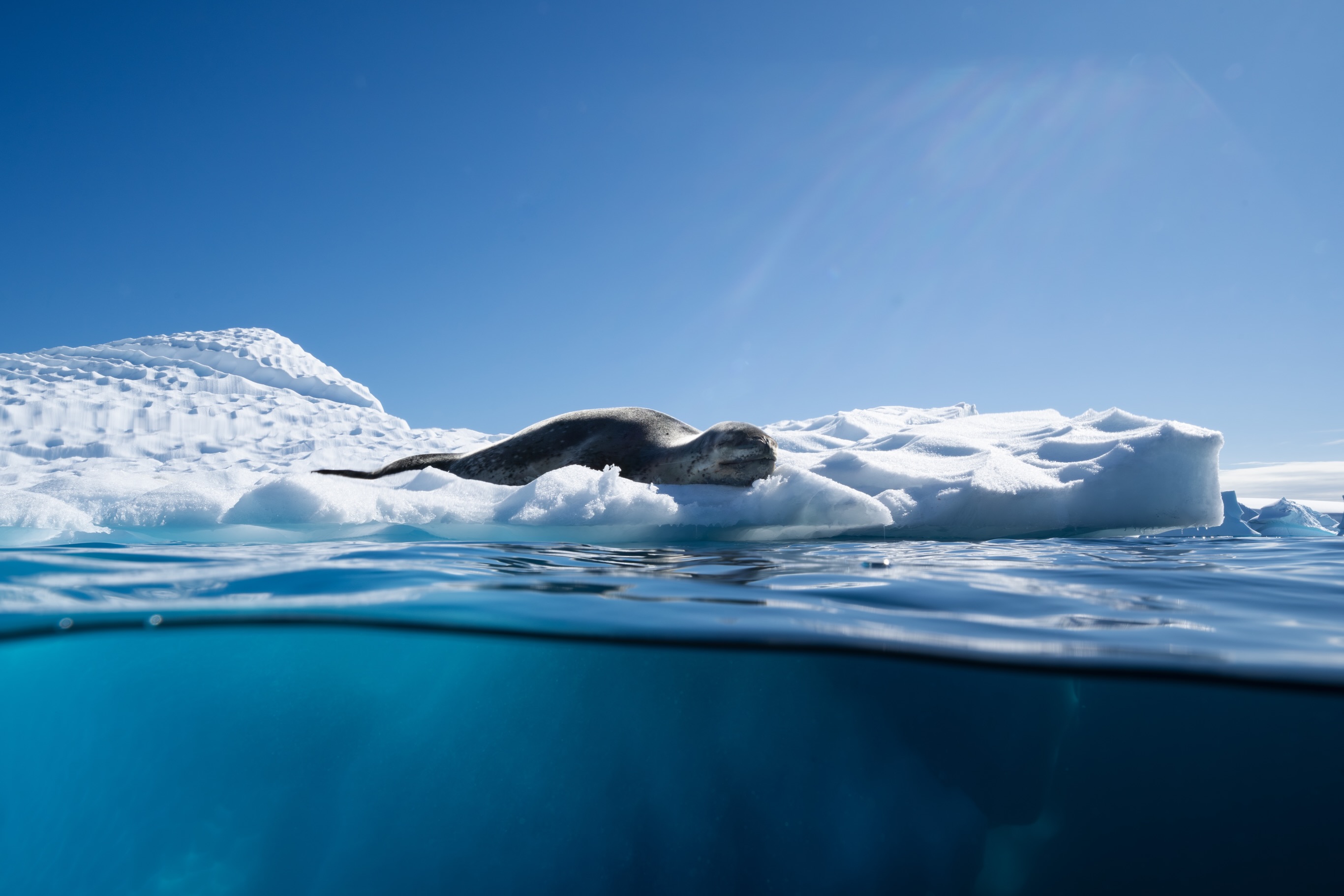 Antarctica is, to me, one of the most photogenic places on the planet 💙
The abundant wildlife that pops up out of nowhere and the vast, seemingly undisturbed landscapes are really like nowhere I have experienced before!
These are a few of my favourite images I captured during my short visit to the icy region.
#antarctica #wildlife #nature