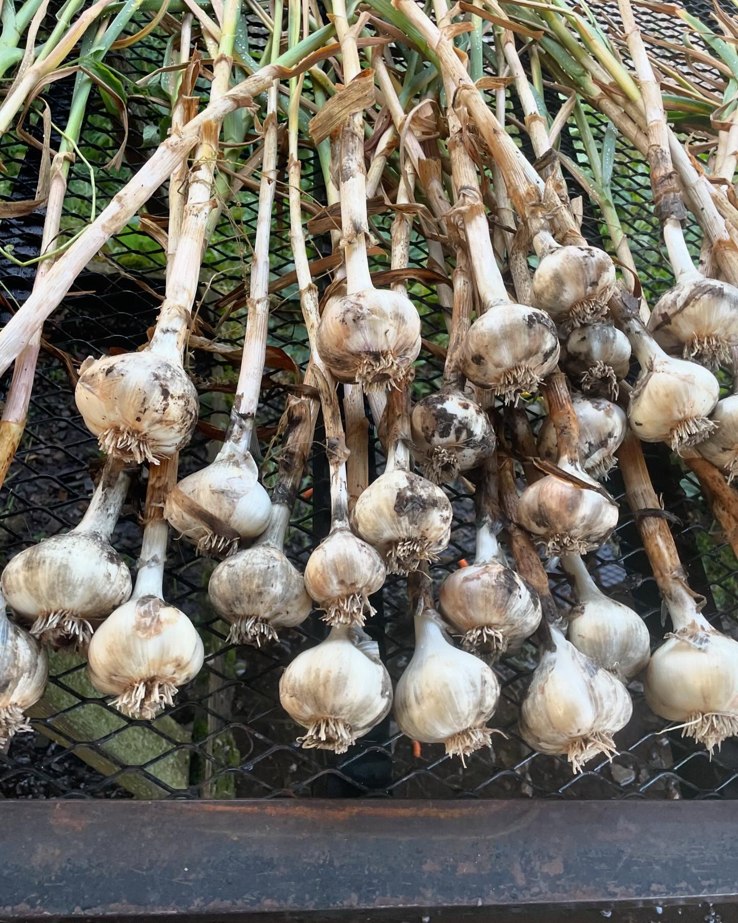 Fresh garlic! We started harvesting the garlic this week. Also, every Saturday at @farmersmarketatsandpoint we have a deal of the day and this week’s deal of the day is salad turnips—by 2 bunches for just $6!