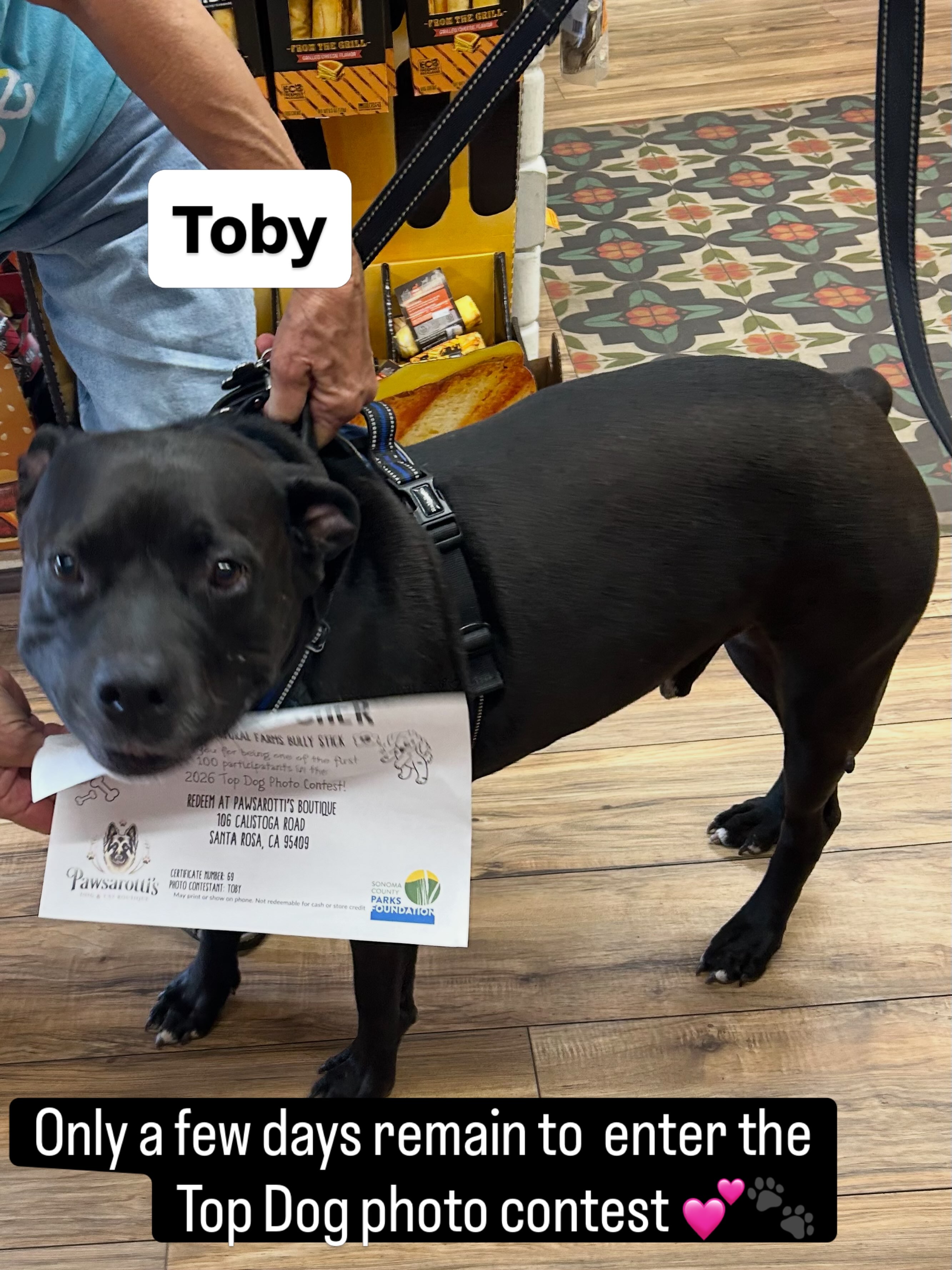 Toby! Is a Top Dog front runner dropped by @pawsarottispetshop to grab a bully stick.
So excited to announce a brand new drawing for the Top Dog Photo Contest!
At the end of the Top Dog photo contest on July 31st, all entries will be eligible to win one of two 1-night boarding certificates at Sonoma County Dogs Farm in Santa Rosa!
Enter by this Friday at 5:00 P.M. and you’ll also be eligible to win the weekly drawing, a gift card to Stark Restaurants!
Enter today, vote for your favorite, and check out all the available prizes at the link below. 💕🐾
https://www.gogophotocontest.com/
parksfoundationtopdog