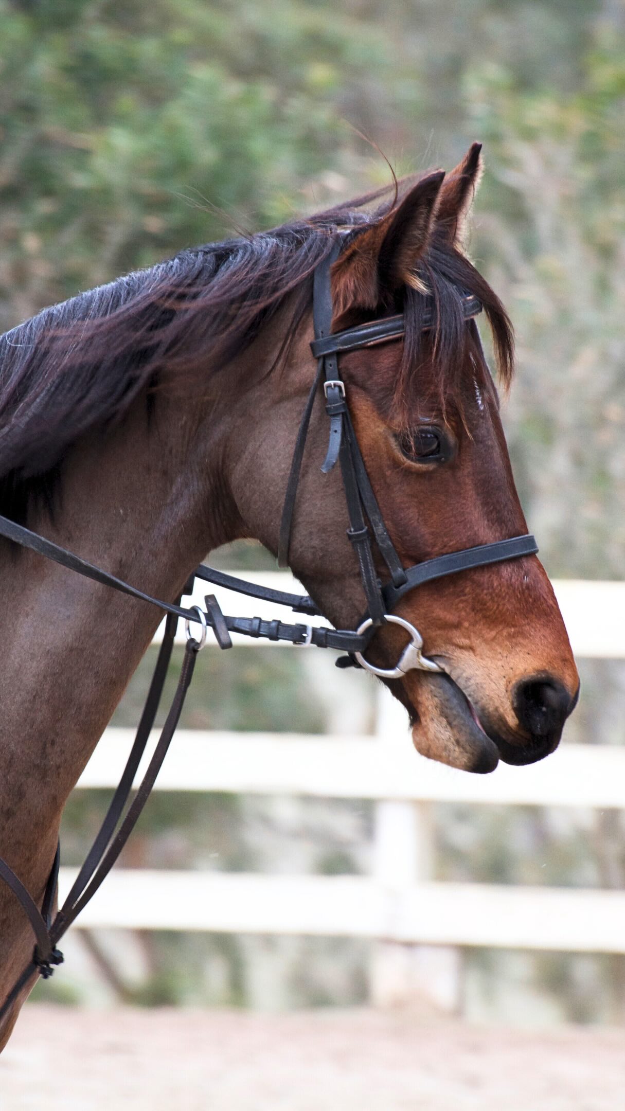 Mic’d up cooldowns with our fortnightly riders 🧊🐴
Not being able to ride every week is not a setback.
Fortnightly riders here work to the same structured goals as anyone else - we just plan the steps a little differently.
We caught up with Bella and Patrick after their first lesson back to hear what they’re working towards. No stirrup work, cantering, poles coming up next. What are you working towards this term 👇
