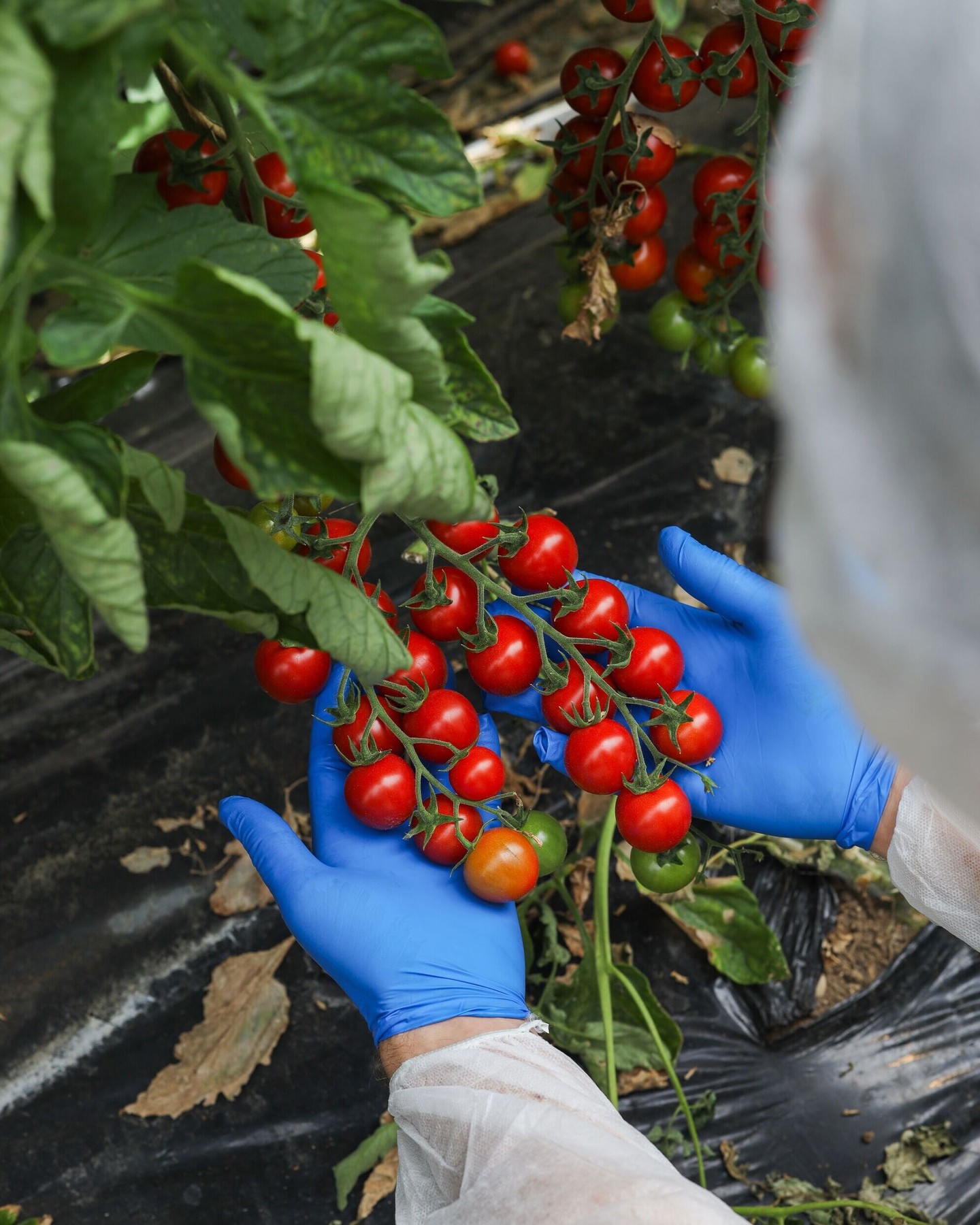 📈🌱 INTACT aumenta la produttività aziendale, ottimizzando le performance delle colture e supportando con la consulenza in campo.
#intactsolutions #zeroresidue #highperformingcrops #growingsolution