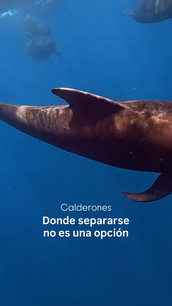 Su vida social es de las más complejas entre los cetáceos. 🔣
Son tan gregarios que es raro ver uno solo. Pero lo más interesante es que no se juntan solo entre ellos: se han registrado asociaciones con tursiones (Tursiops truncatus) y ballenas de aleta (Balaenoptera physalus). Especies distintas, mismas rutas. 🙌🏼
Adentro de la manada hay buena organización. Grupos unidos de machos adultos, jóvenes y hembras con crías viajan en grandes hileras, separados por metros. ¡Una formación que aumenta su eficiencia alimenticia!
Si fueras parte de una manada de calderones, ¿qué rol crees que tendrías: el que guía, el que cuida a las crías o el que se adelanta a buscar alimento? 🐬
— ENG —
Their social life is among the most complex of all cetaceans. 🔣
They are so gregarious that it’s rare to see just one. But what’s most interesting is that they don’t just associate with their own kind: interactions have been recorded with bottlenose dolphins (Tursiops truncatus) and fin whales (Balaenoptera physalus). Different species, same routes. 🙌🏼
There is great organization within the pod. United groups of adult males, juveniles, and females with calves travel in long lines, spaced several meters apart. This formation increases their feeding efficiency!
If you were part of a pod of pilot whales, what role do you think you would play: the one who leads, the one who cares for the calves, or the one who goes ahead to search for food? 🐬
-
-
-
-
-
ballena jorobada, vida marina, océano, cetáceos, los cabos, avistamiento de ballenas, conservación marina, biología marina, especies marinas, educación ambiental, Los Cabos 2026, turismo México, ballenas en México, ecotours, tours responsables