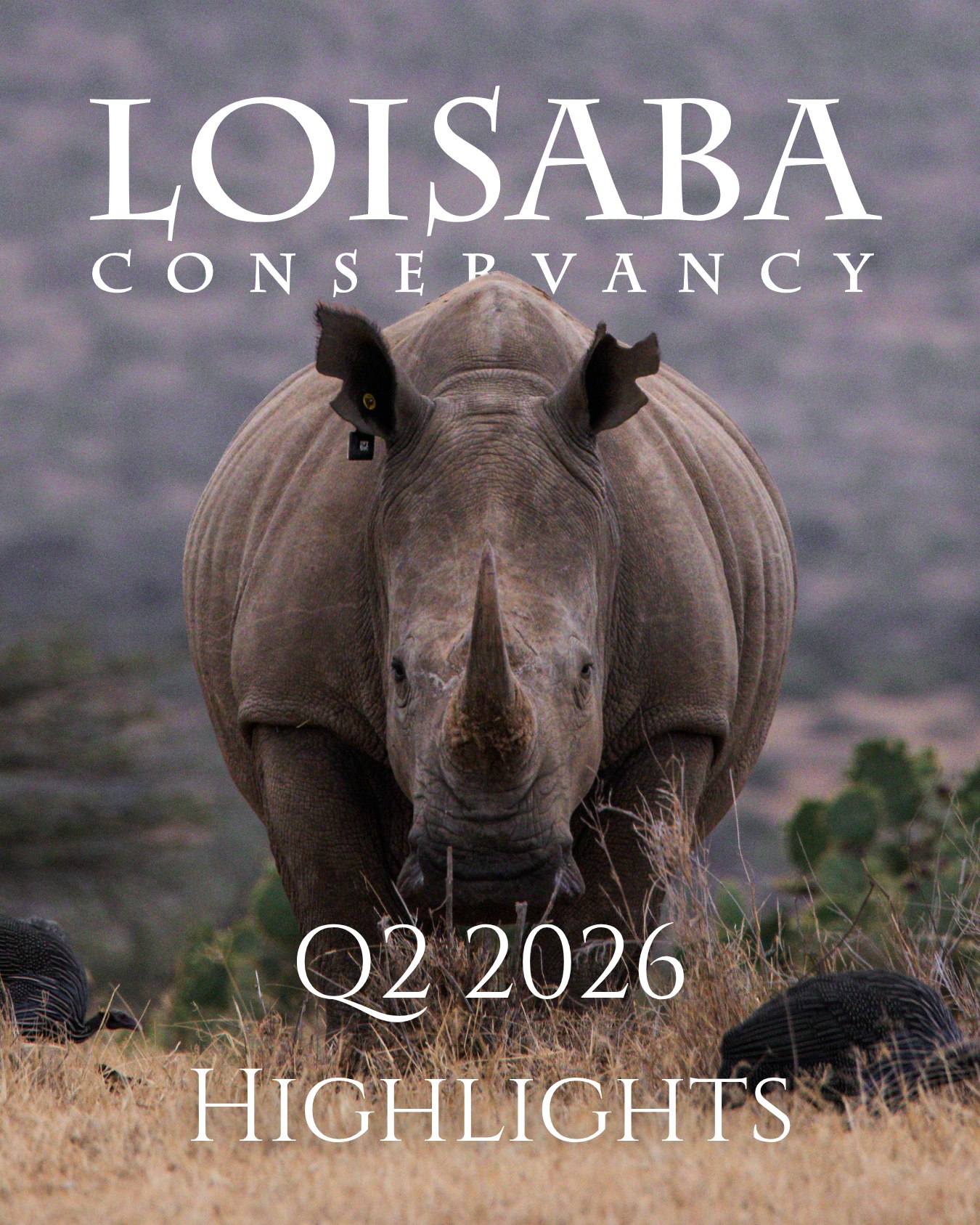 Swipe through to learn about our 2026Q2 highlights: wildlife counts, community work, tourism highlights, and how to support directly.
Sign up to our newsletter for the full update! www.loisaba.com
#Loisaba #LoisabaConservancy #LandConnectedLifeProtected #RhinoConservation #Laikipia #Kenya #WildlifeConservation #ProtectingRhinos
