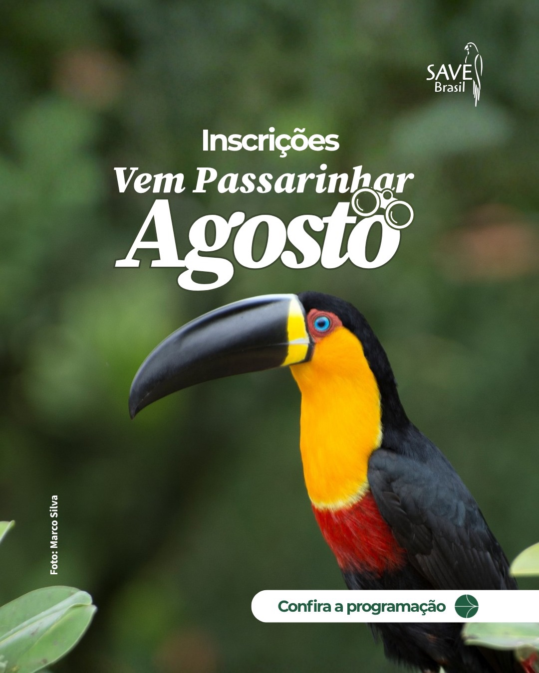Agosto chegou e já marca em sua agenda esse encontro com as aves! 🤩
O Vem Passarinhar deste mês segue a programação em diferentes regiões, reunindo pessoas que querem conhecer mais sobre as aves, a natureza e os lugares onde elas vivem.
Cada atividade tem sua própria programação, por isso, deslize os cards e confira:
📍onde será o encontro
📆data e horário
📝como participar
🚶ponto de encontro
✨informações importantes de cada edição
Seja a sua primeira observação de aves ou mais uma aventura na natureza, sempre há algo novo para descobrir.
Convide alguém para viver essa experiência com você e escolha o destino da sua próxima passarinhada! 🦉
🚨 Antes de se inscrever, confira as informações sobre acesso, nível de dificuldade das trilhas e demais orientações disponíveis em cada formulário.
Nos vemos! Inscreva-se no link da bio. ⚠️
-
#VemPassarinhar #ObservaçãoDeAves #Birdwatching
#AvesDoBrasil ConservaçãoDasAves