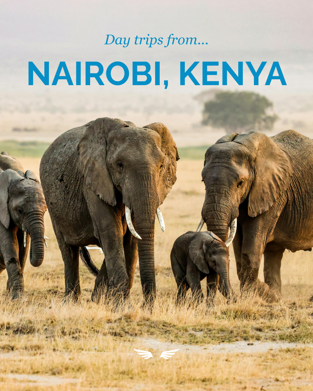 Adventure starts in Nairobi—but it doesn't stop there. Save these five easy day trips for your next Kenya itinerary and help clients experience wildlife, culture, and unforgettable landscapes in just one day.
1. Nairobi National Park
2. Karen Blixen Museum & Giraffe Centre
3. Kiambethu Tea Farm
4. Hell's Gate National Park
5. Lake Naivasha
#travel #traveladvisor #nairobi #kenya #daytrip