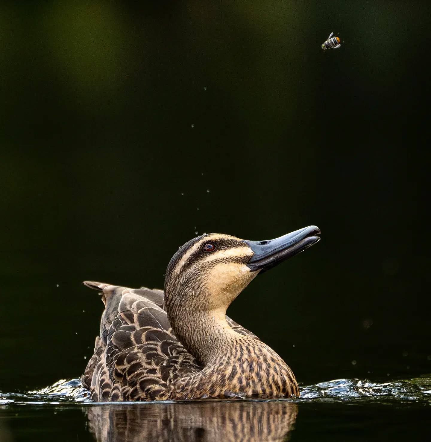 Fly versus duck
#birdphotography #nikonaustralia #birds #wildlifephotography