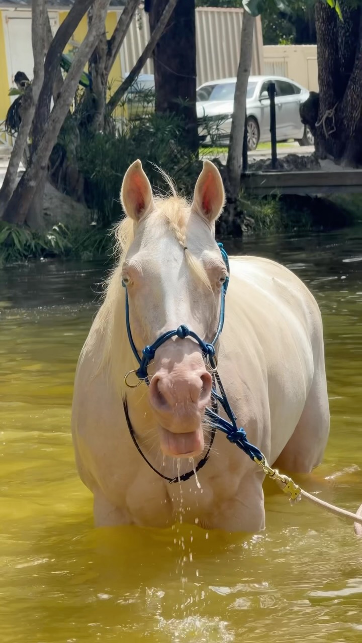 ✨ Meet Isis the Egyptian goddess, one of the newest members of the Davie Ranch family! 🐴💛
From the moment she arrived, Isis has brought so much joy to our ranch, our campers, and everyone who meets her. She loves swimming with the kids, participating in horseback riding lessons, and sharing her sweet, gentle personality with everyone around her.
We can’t get enough of her beautiful eyes—they’re full of kindness, love, and the sweetest spirit. It’s safe to say we’re all completely in love with Isis! Come meet her and experience the magic of Davie Ranch. 🌿💕
#DavieRanch #MeetIsis #HorseLovers #SummerCamp #HorsebackRiding