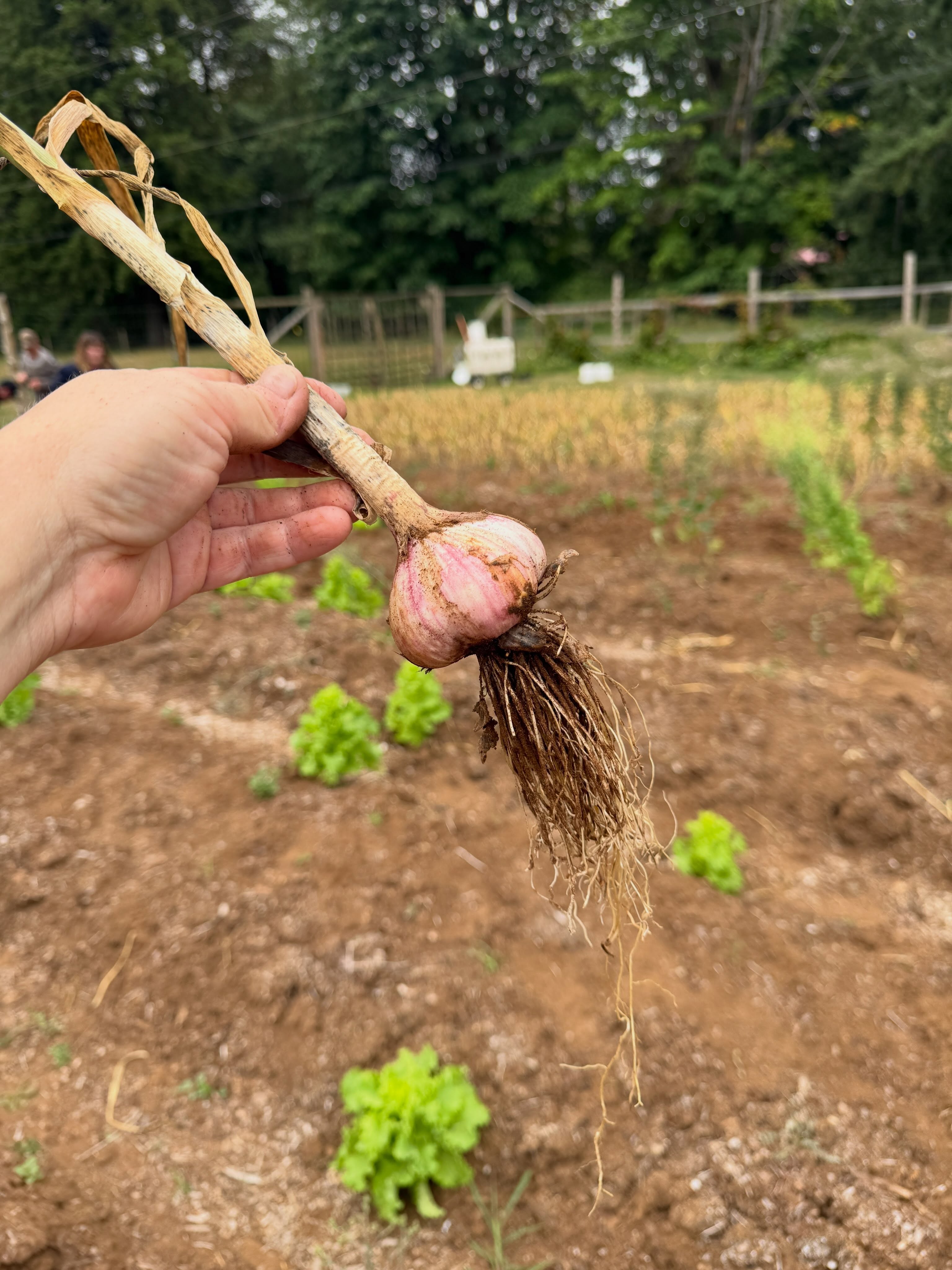 Pulled our 2860 heads of garlic last week while we had some extra farm hands here! All the help made for quick work 🙌
It is now strung up in the shop drying/curing for the next couple weeks. Then we will clean it up and it will be ready to enjoy/store/plant (and available for purchase!) 🧄
#garlic #garlicharvest #garlicfarmers