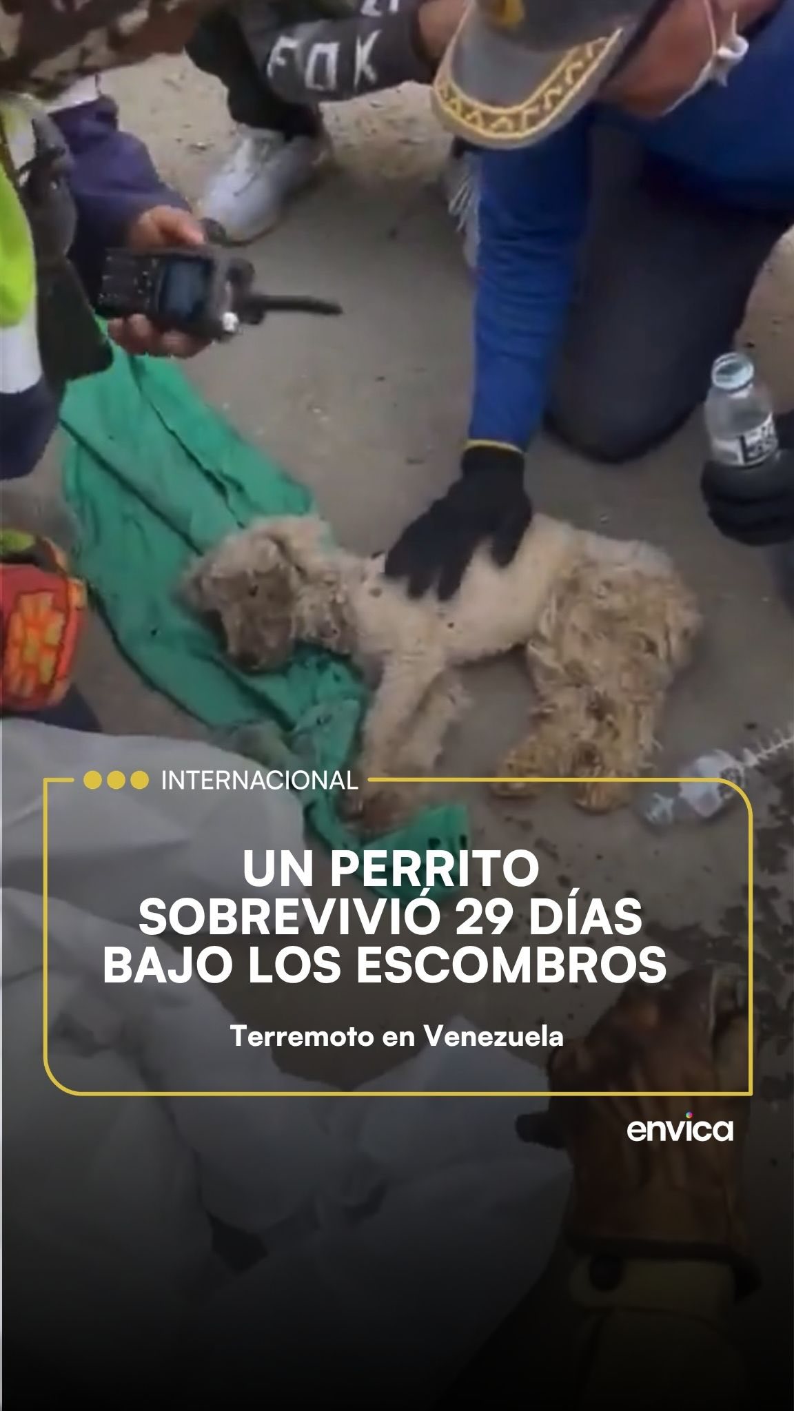 Beily, el perrito milagroso 🥹🫂✨🇻🇪
-
#perro #animal #venezuela
