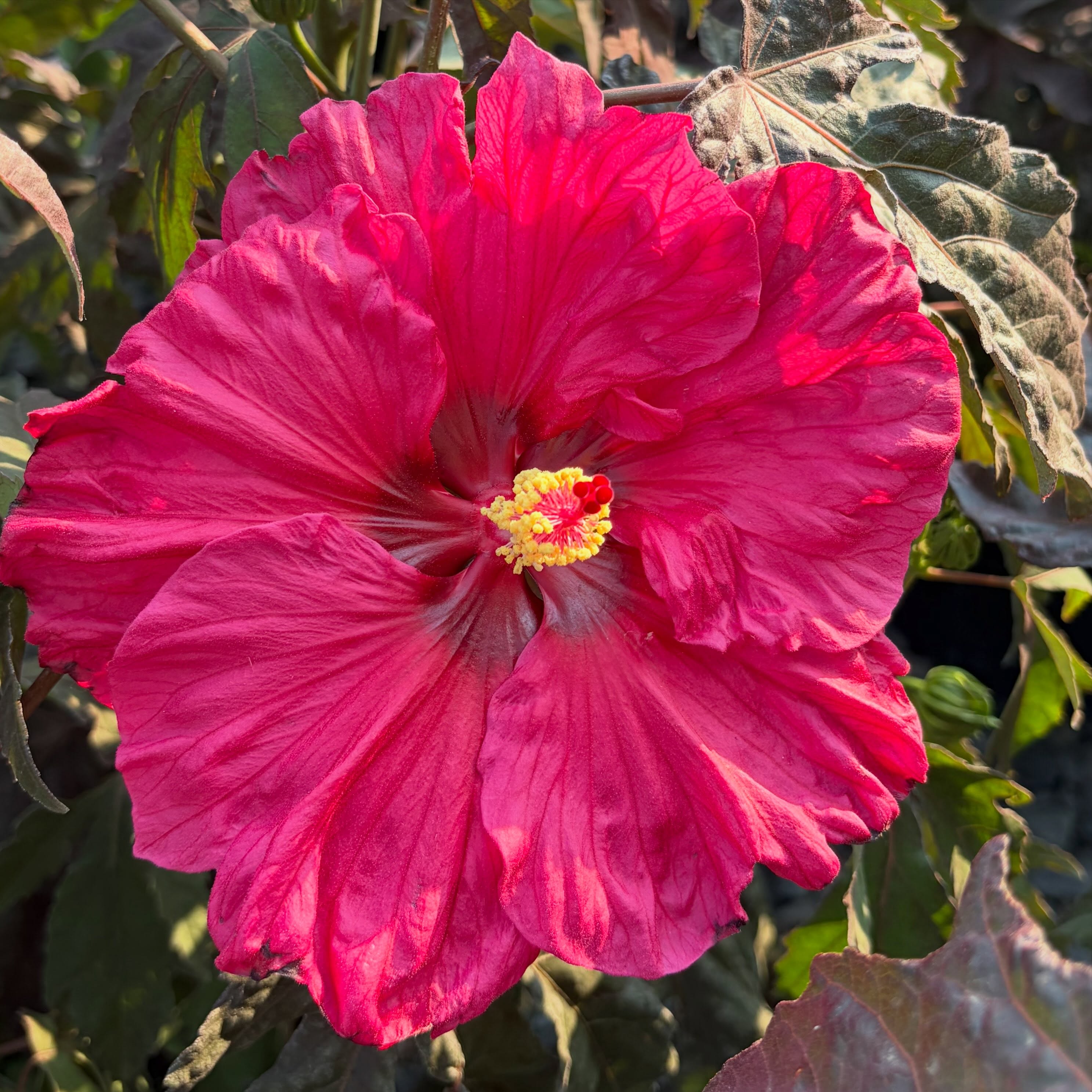 ππΊ Watermelon Ruffles hardy hibiscus is a sweet summer bloomer, thrives in the heat, and adds juicy vibes to any summer garden! ππΊ
