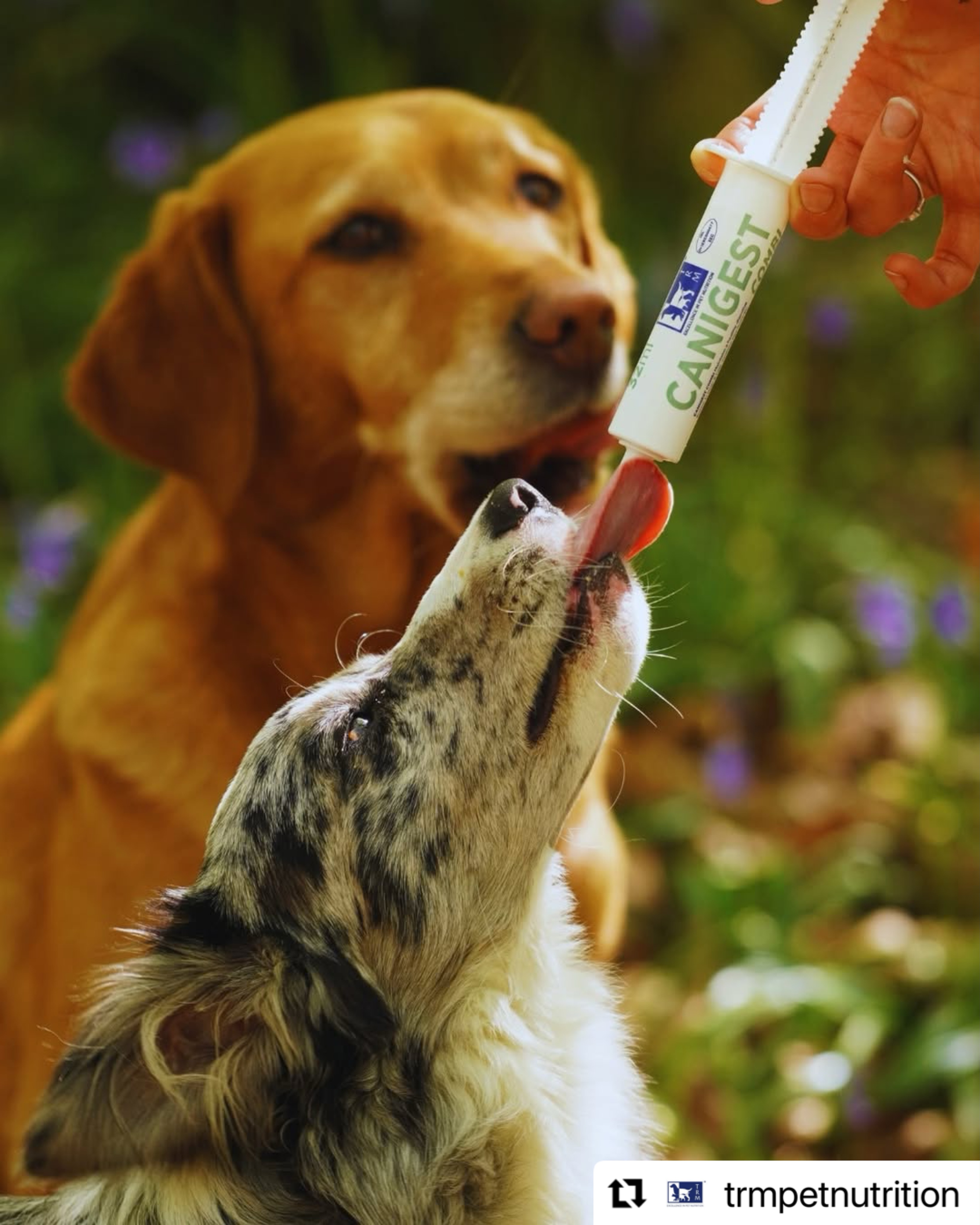 🐶✨ Mit Canigest Combi unterstützt du eine gesunde Verdauung deines Hundes!
Mit Probiotika, Präbiotika, Kaolin, Pektin und essentiellen Nährstoffen formuliert, trägt Canigest Combi dazu bei, ein gesundes Verdauungssystem zu erhalten und die normale Darmfunktion zu unterstützen. Egal, ob dein Hund einen empfindlichen Magen hat, sich von Verdauungsstörungen erholt oder einfach ein wenig zusätzliche Unterstützung benötigt, Canigest Combi ist die beste Wahl für die tägliche Darmgesundheit.
#Repost @trmpetnutrition
#hund #verdauungsprobleme #tiergesundheit #trmpet