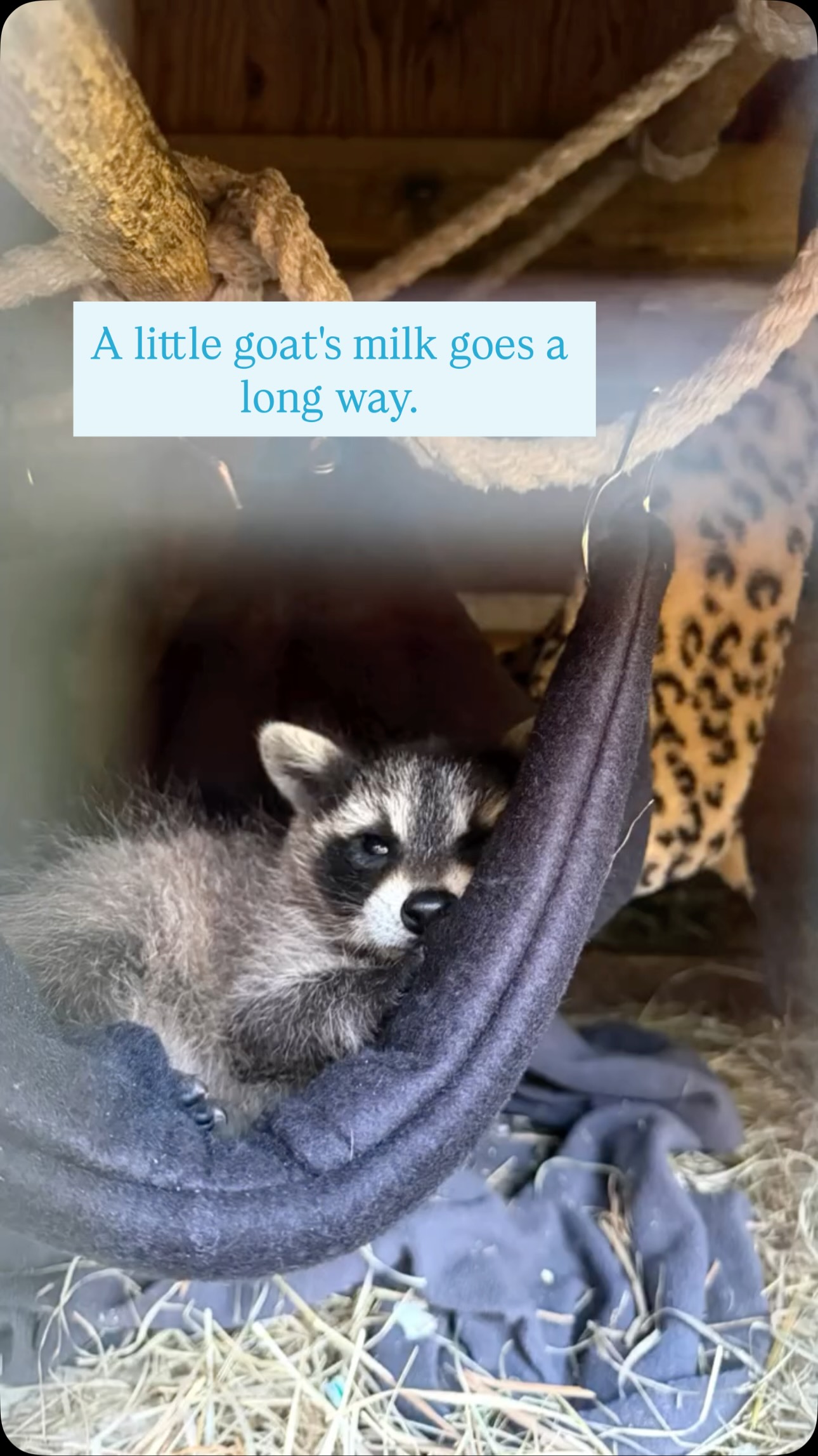 We’re honored to donate our fresh goat’s milk to local wildlife rehabilitator Sue Tuffy here in Duxbury, where it’s used to help care for orphaned and injured baby raccoons, squirrels, opossums, and other native wildlife. When these little ones first arrive, they’re often fed goat’s milk by syringe until they’re strong enough to eat on their own.
These adorable raccoons have graduated to “fishing” for frozen grapes, and we couldn’t resist sharing these sweet photos.
It’s a small way our herd gets to make a difference, and we’re so grateful to Sue for the incredible work she does giving these animals a second chance. 💚
#duxburycreamery #duxburyma #wildliferehab #goatmilk #supportlocal