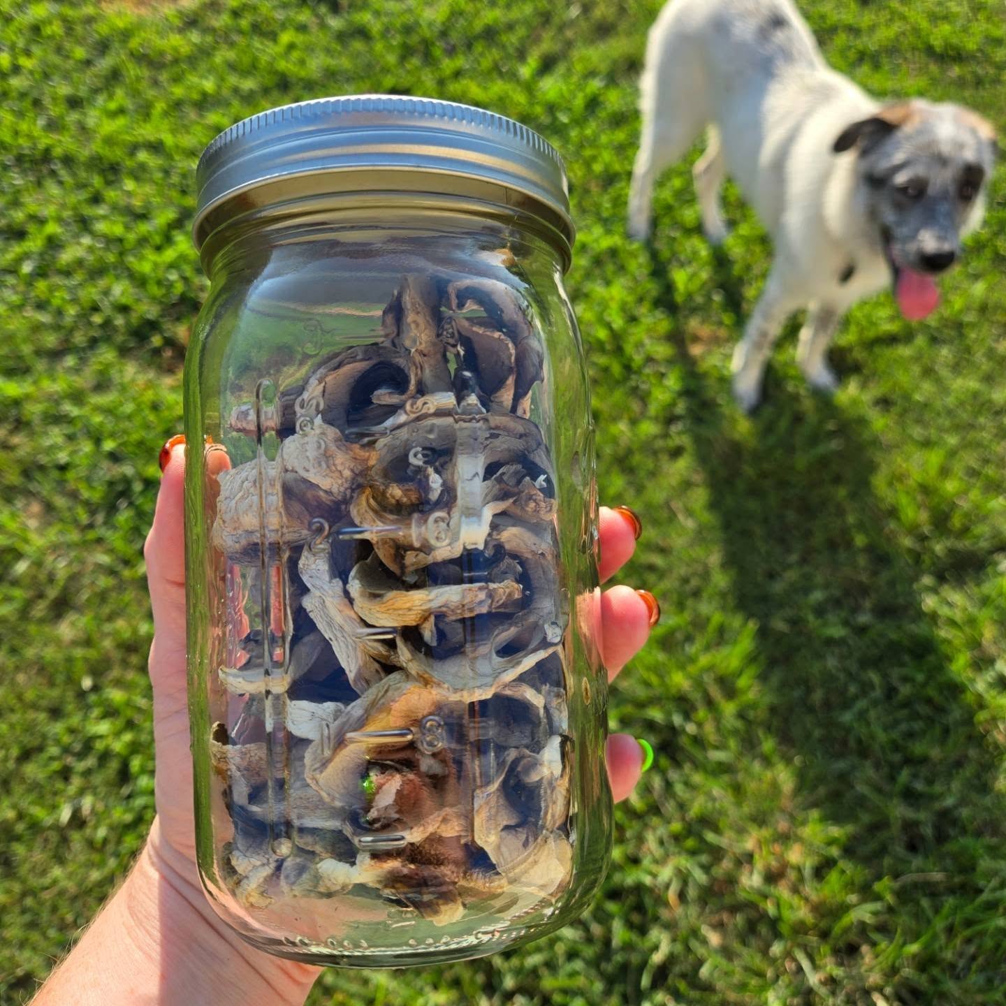 Shrink the waste, boost your health: Dehydrated Mushrooms 🍄
Drying mushrooms preserves their nutrient powerhouses while cranking the flavor to ten!
Why you need them in your pantry:
🩺Health: High in immune-supporting antioxidants, B vitamins, and gut-healthy prebiotic fiber.
🤌Flavor: Drying concentrates natural umami for deep, savory taste.
♻️Zero Waste: No more slimy mushrooms forgotten in the fridge!
Quick Uses: Soak & cook, throw dry into simmering soups, or blitz into a savory seasoning powder. 🙌
Visit our Grass Roots Holistic Health Community Facebook group for more info!
🌱
(Featuring Freya & Fen 🐺🦊)