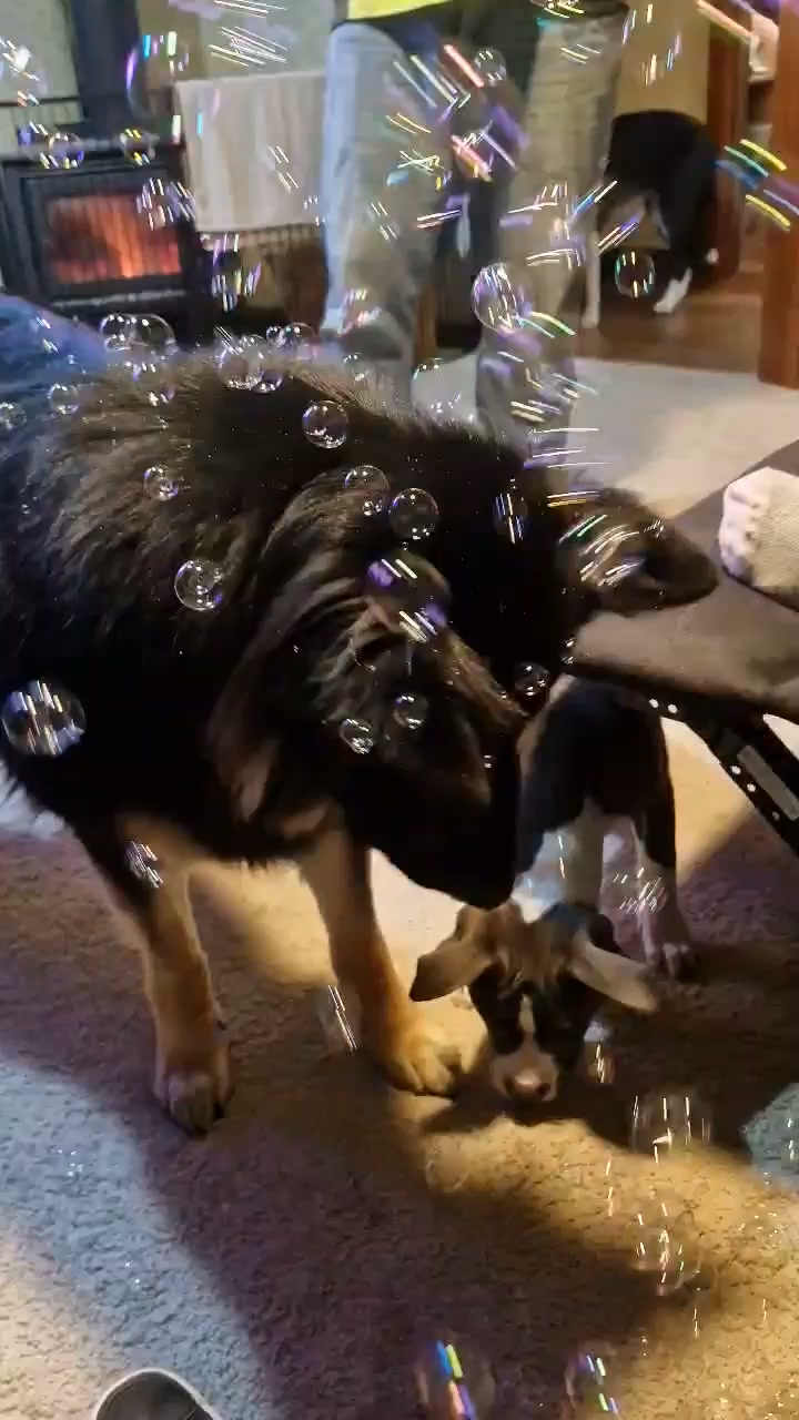 Sabella baby Ocean loves her bubbles 🤩🥰🥰🥹
#sabellafarmspup
#sabellapup
#sabellagermanshepherds