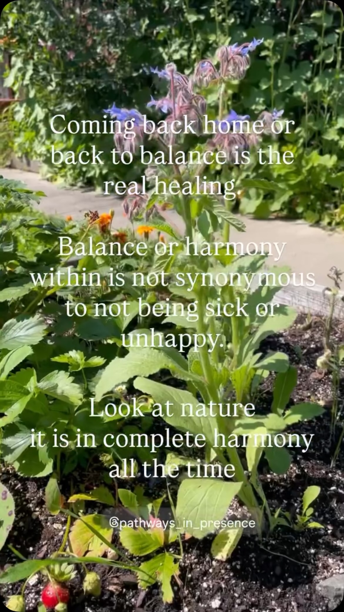 Coming back home or back to balance is the real healing.
Balance or harmony within is not synonymous to not being sick or unhappy.
Coming back to balance is a full stop. No more trying to be in balance whether it’s in your physical body or in your emotional body or mental body. Trying to figure it all out.
This is still movement. It’s like keeping the pendulum moving and not letting it slow down and stop.
Because, in not moving, not trying we will find rest, peace and fulfillment. It’s here where we slowly come back to balance/no movement. This is healing on the root level, in your innermost Core you.
Otherwise, any attempt to heal is just another movement away from equilibrium. And equilibrium doesn’t mean I’m not sick or unhappy or whatever it is that the self is looking for. It just means I simply stopped and I let the pendulum slow down until finally, one day it will come to rest. Then we know healing in the deep and it will slowly find its way to the more surface areas of me and myself. Meanwhile I am just resting and happy in my core😊
This is pretty radical but also something that many of us are starting to realize!
Healing on the surface only, is not real healing, it’s still just a part of the desperate seeking for true balance, inner peace and rest we all are seeking. Whether from spiritual practices or money and success or finding true love.
This is what my somatic healing is all about. Holding you so you can slowly stop too. Stop trying and come home. Home to yourself, your body and then back to the present moment, here.
Choosing You in the deep. Choosing You who already has all the answers and is holding the key to healing. It might take time and not affect your more acute symptoms straight away, but you will know peace despite of the symptoms or unhappiness.
This in turn will heal the imbalance in the world🩷🌱🌏
Book now and see for yourself. One session $100 and a package of 5 sessions $450❣️ also online