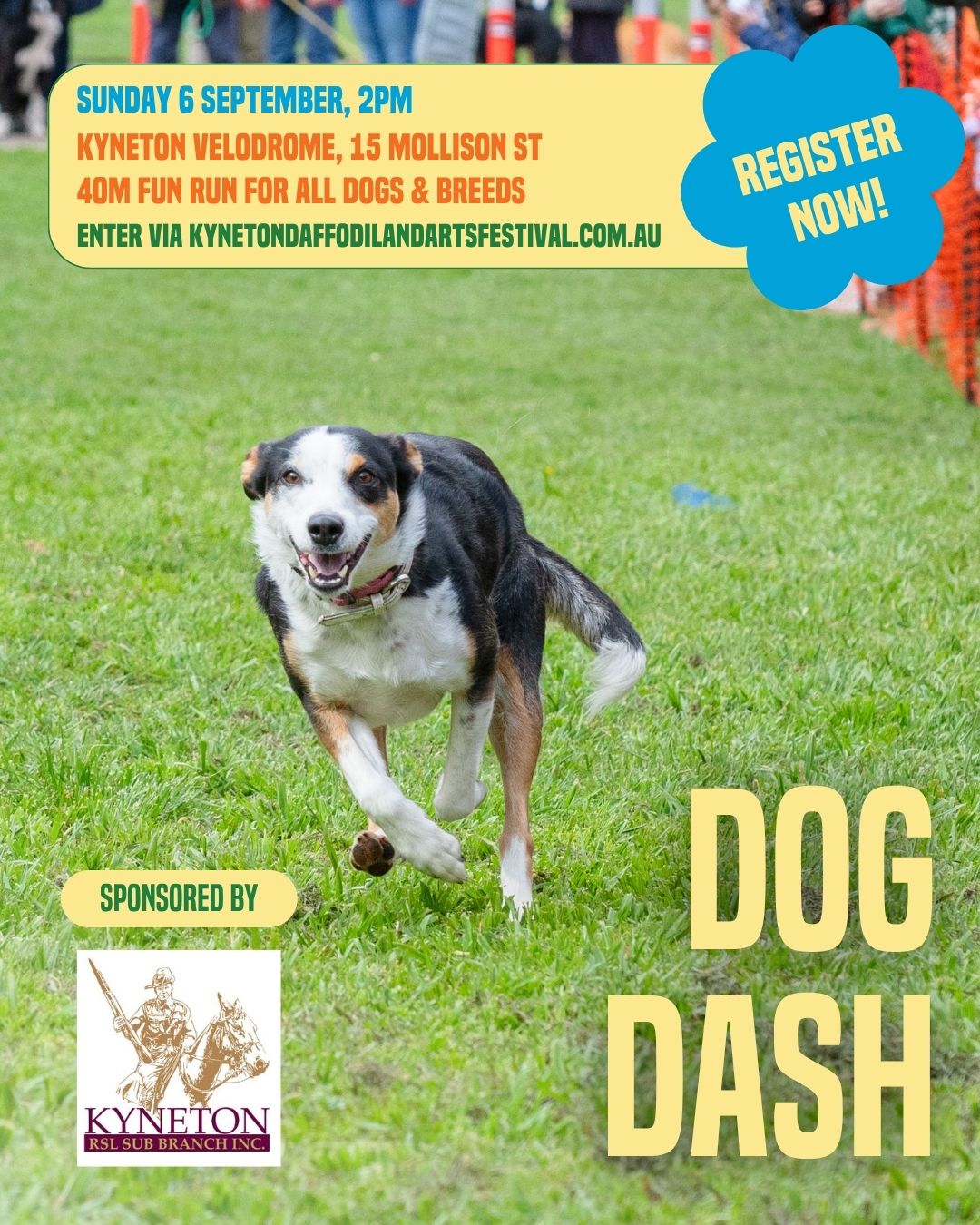Entries are open for this year’s Dog Dash: Sunday 6 September at the Kyneton Velodrome. It’s a 40m time trial for dogs of all shapes and sizes.
Register now via the entry form on our website. You can also sign up on the day if there are spaces left. Dogs run in order of registration.
All details and entry form are online.
Event proudly sponsored by @rslkyneton
--
The Kyneton Daffodil & Arts Festival
📍 4–13 September 2026
Supported by Major Sponsors @kynetononriverside
Visit our website to view all events and sponsors.