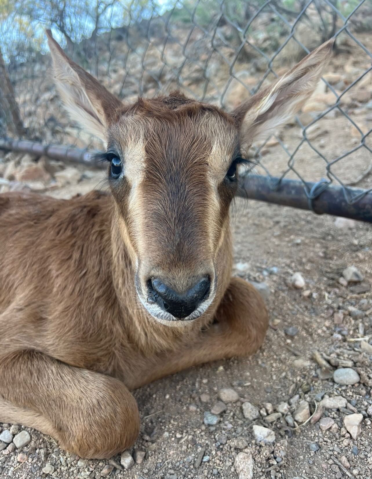 Amid all the cleanup and repairs following the flood, there is a beautiful ray of light. Meet Nyota, a handsome little sable antelope born on June 21, 2026.
This sweet little fellow is strong, healthy, and already showing us just how tough he is. We are absolutely thrilled to welcome Nyota into our park family!
#outofafricawildlifepark #outofafricawildlifeparkandsanctuary #babysable #SableAntelope