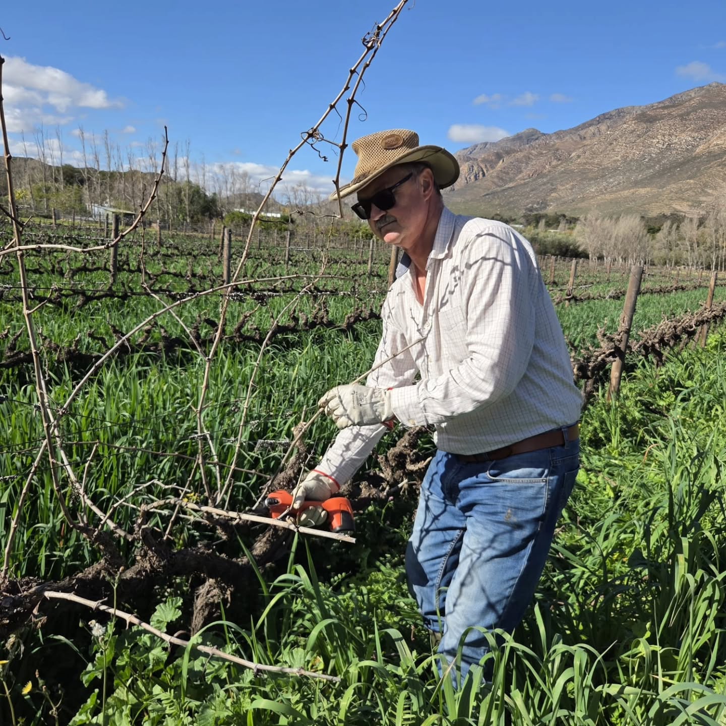 One careful cut at a time, we're shaping the season ahead while nature does the rest. With our vibrant cover crop beneath the vines and the Langeberg mountains watching over us, it's hard not to feel grateful for another beautiful day on the farm. 💚🍷
#KleinNektar #CoverCrop #VineyardPruning #Montagu #WineFarm