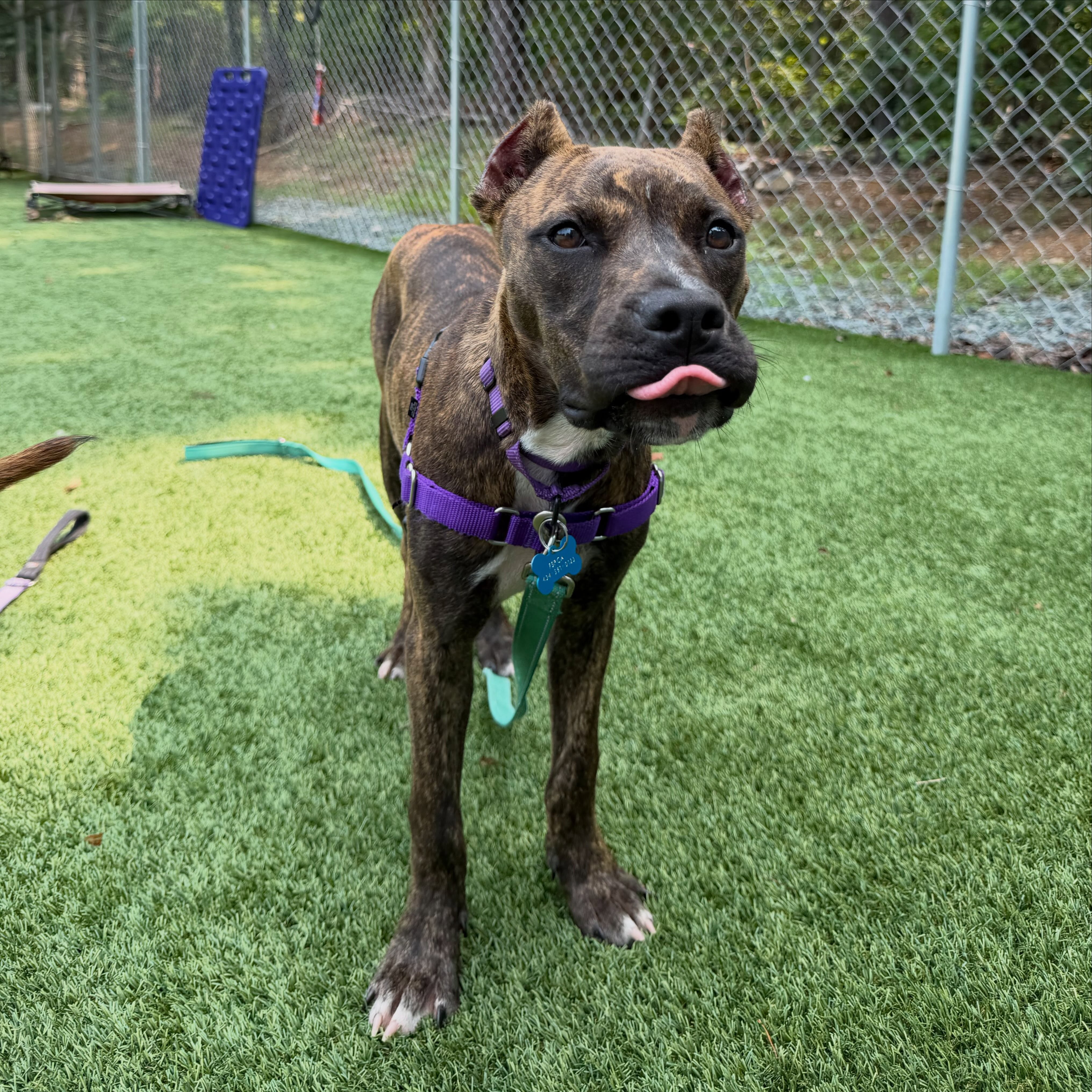 Blep level: expert 😝
#sunsouttonguesout #dogplaytime #pitbullmix #shelterdog #fluvannaspca