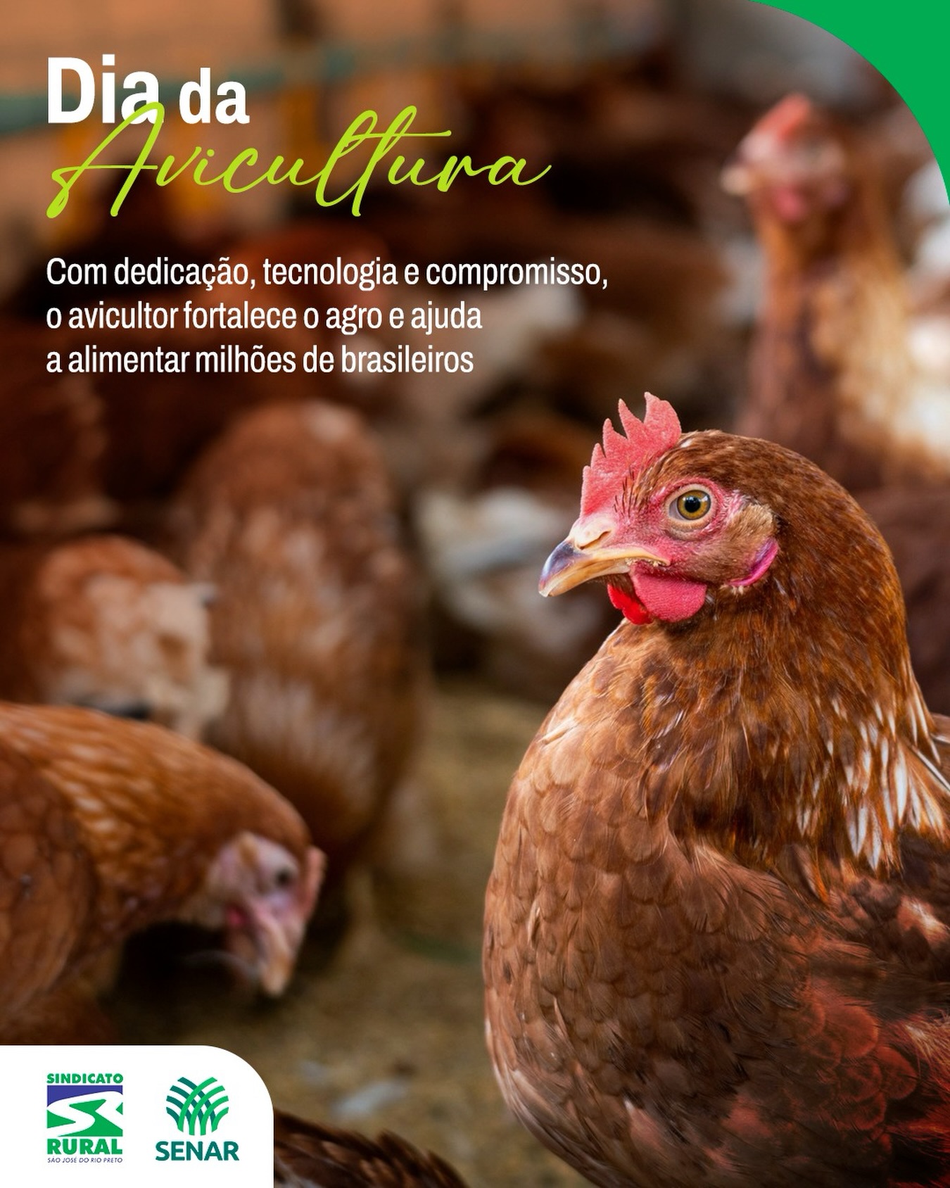 Parabéns a todos os avicultores pelo compromisso e pela dedicação ao campo.
O trabalho do avicultor exige conhecimento, dedicação e cuidado em cada etapa, fortalecendo uma atividade que movimenta o agronegócio e alimenta milhões de brasileiros.
Por trás de uma grande produção, existe um grande avicultor.
Telefone: (17) 3232-5115⠀
Site: www.sindicatoruralsjrp.com.br
#SindicatoRural #SenarRioPreto #DiaDaAvicultura #Avicultor #SãoJoséDoRioPreto