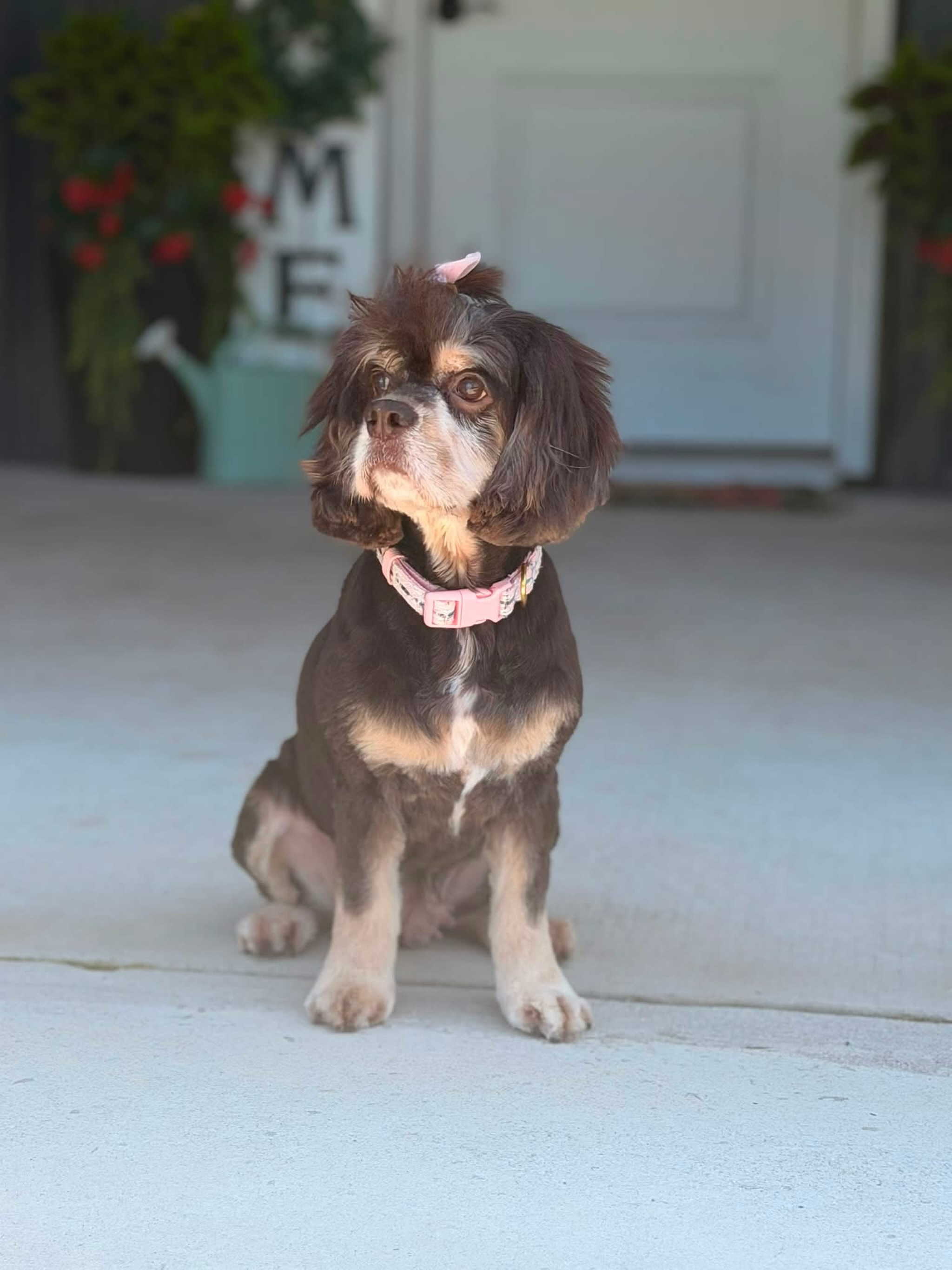 🚨 update: FOUND!!
Urgent - Lost Special Needs Dog 🚨
Special attention Washington/Grimesland area:
1100 block of Sticks Road - will answer to Trixie or Bailey. She is blind.
Last seen Friday 7/31 around 8pm. There is a concern that she was removed from the house (this has not been substantiated).
Dog was left in the home for less than an hour. No prior indications of a flight risk.
She was recently adopted and is not familiar with the area she was lost in.
If located message us asap! We have volunteers in the area looking for her.